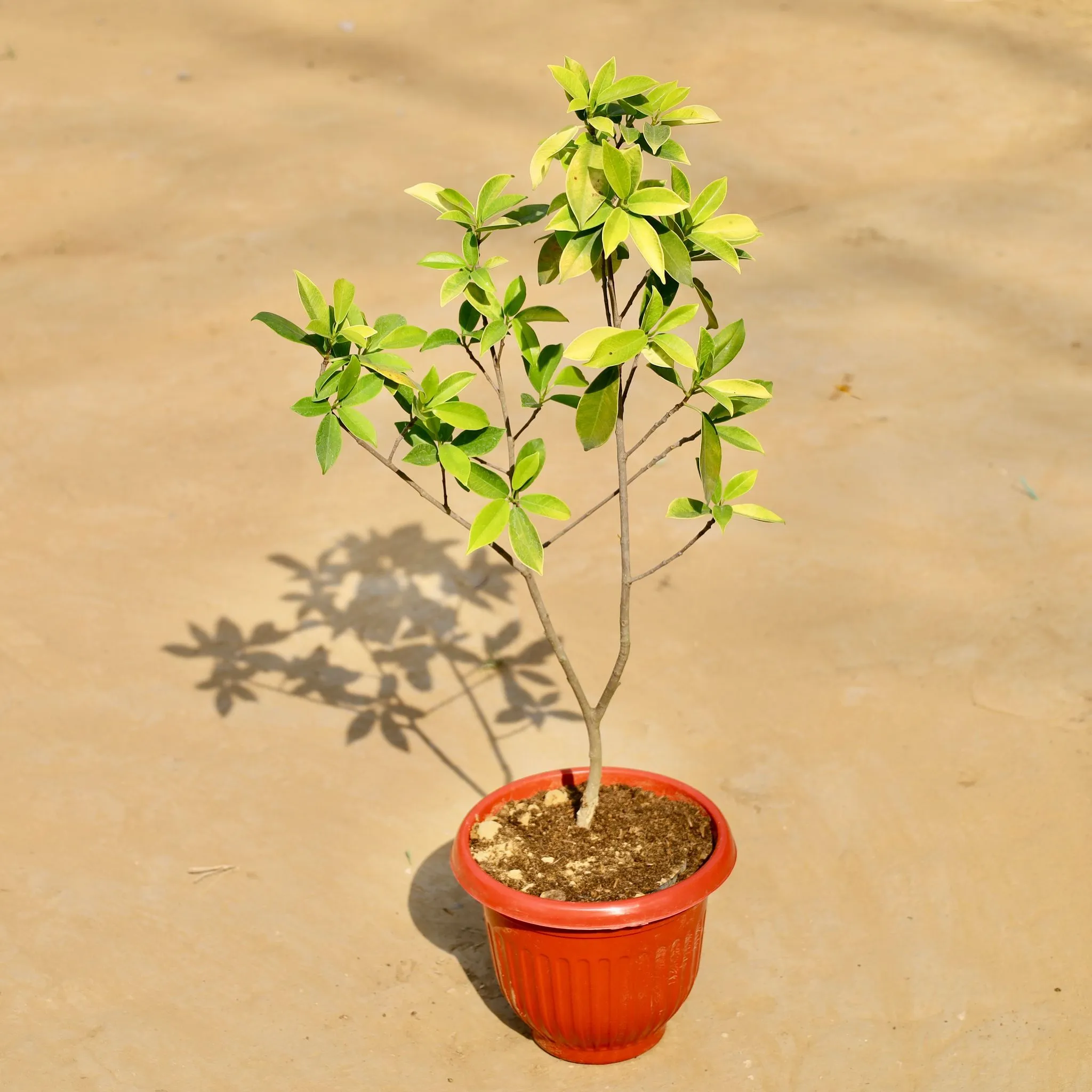 Ficus Panda in 8 Inch Terracotta Red Olive Plastic Pot