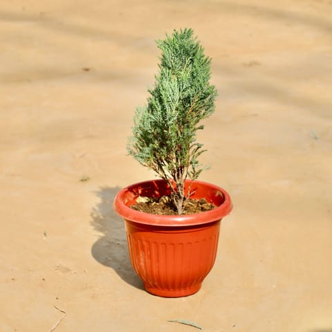 Cypress green  in 8 Inch Live Fresh Plant Terracotta Red Olive Plastic Pot in Tilak Nagar
