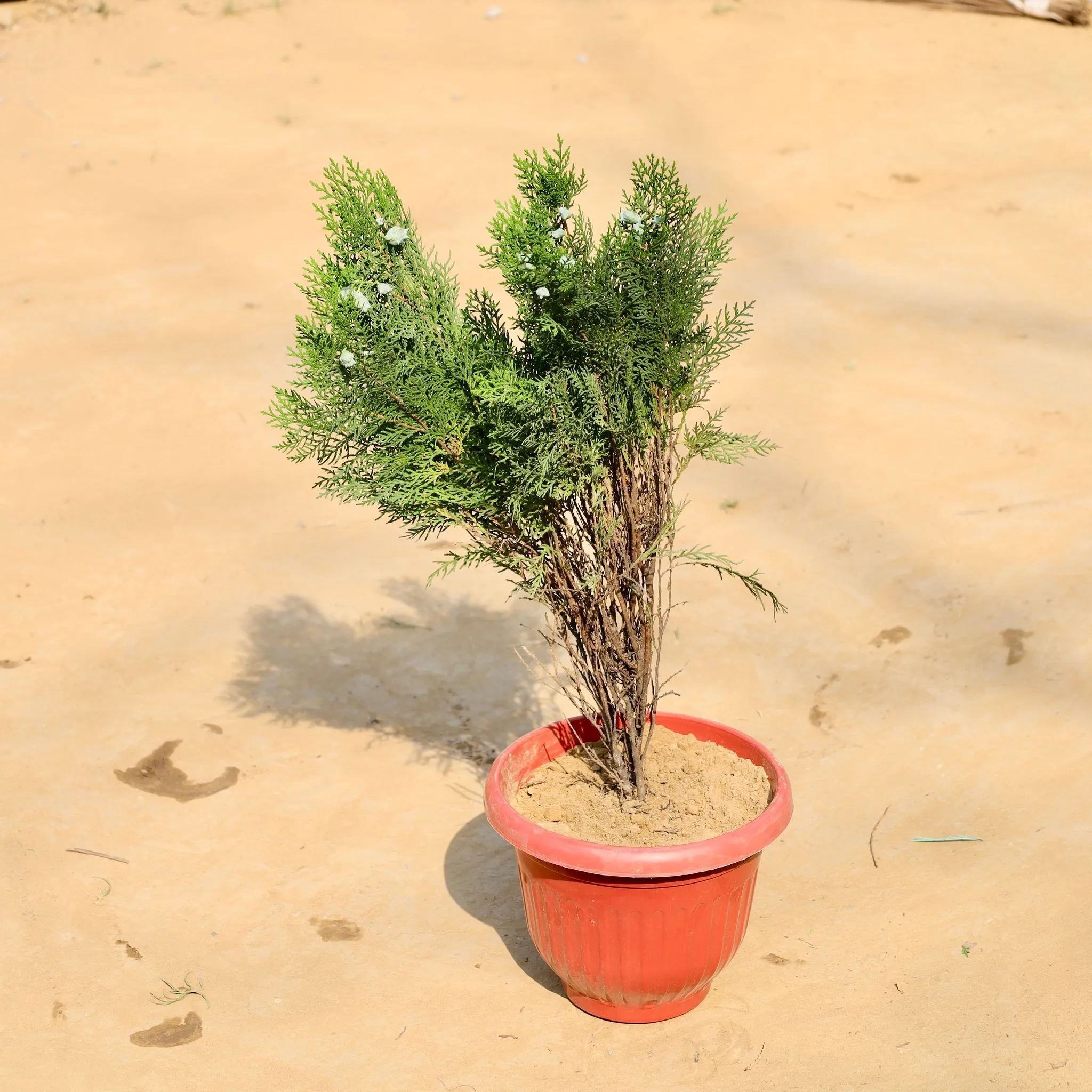 Morpankhi in 8 Inch Terracotta Red Olive Plastic Pot