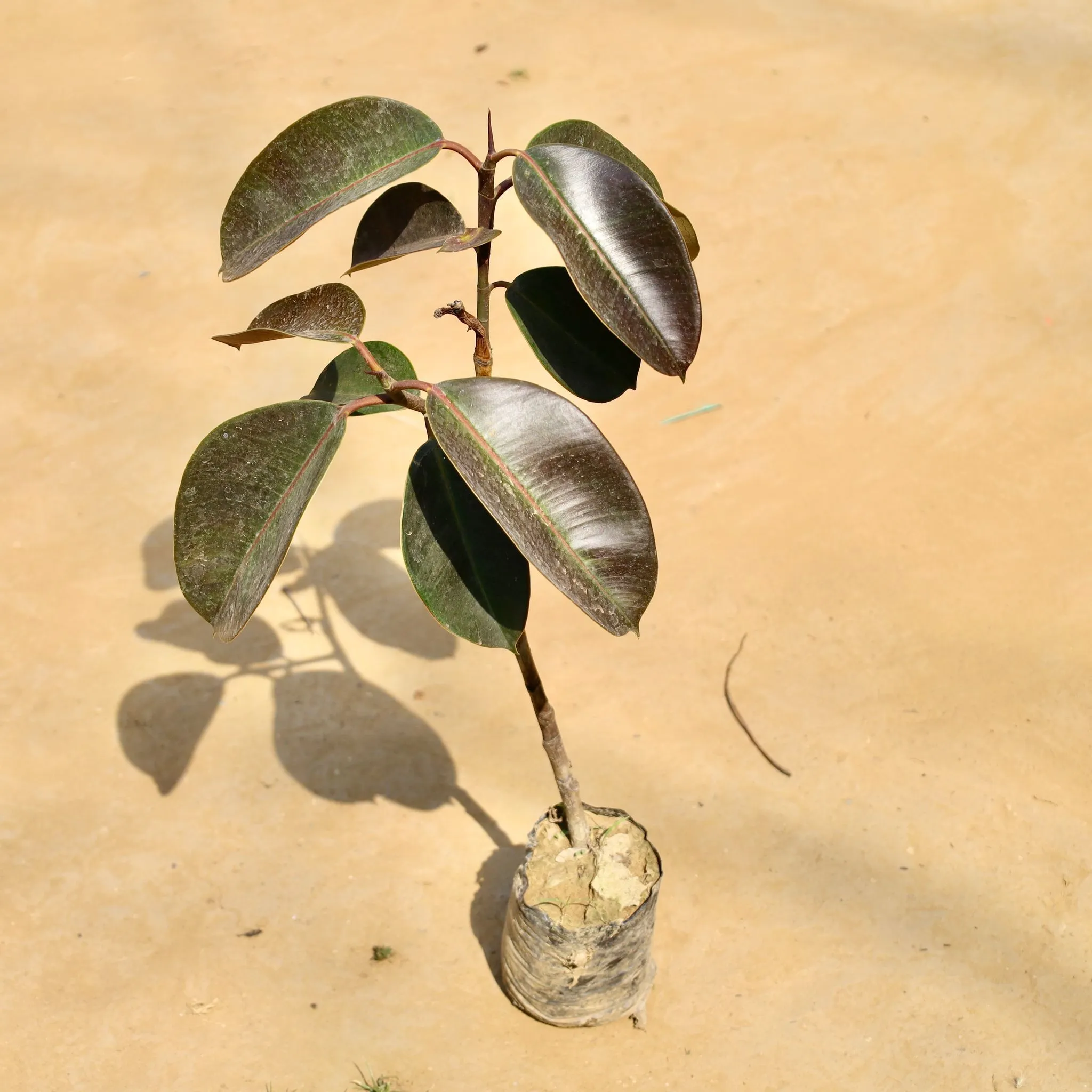 Rubber plant (~ 1.5 ft) in 4 Inch Nursery bag