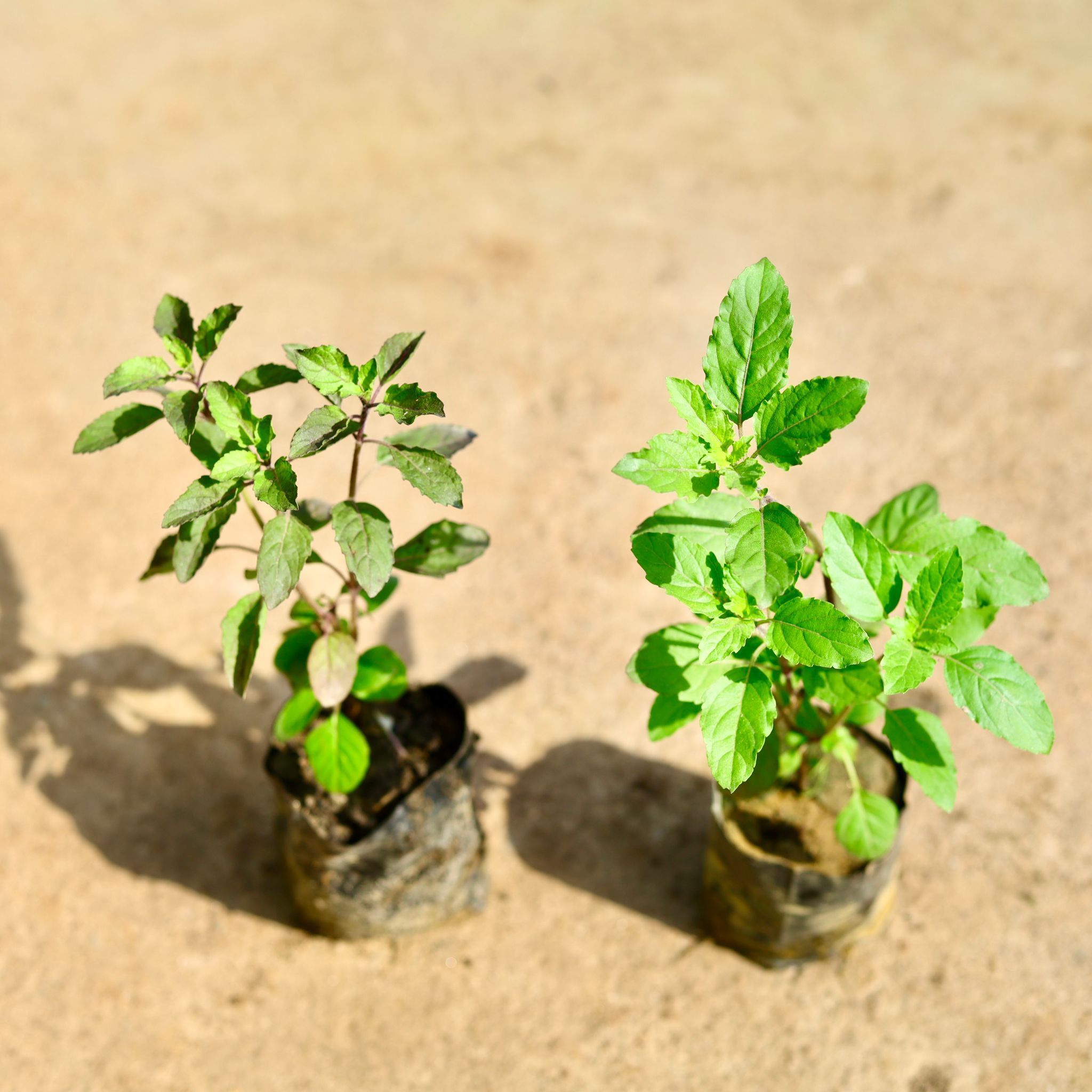 Set of 2 - Tulsi (Rama & Shyama) in 4 Inch Nursery Bag