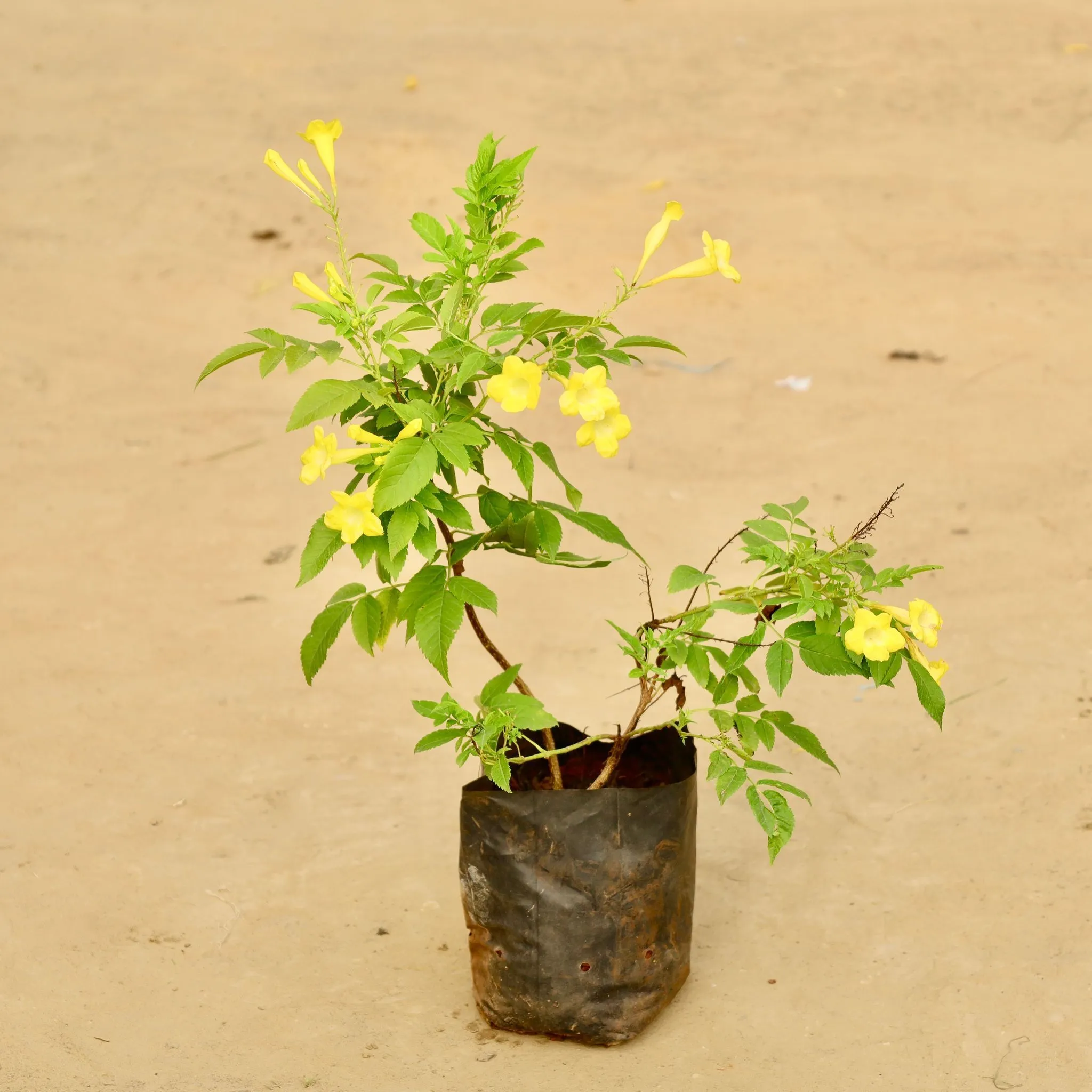 Tecoma Yellow in 6 Inch Nursery Bag