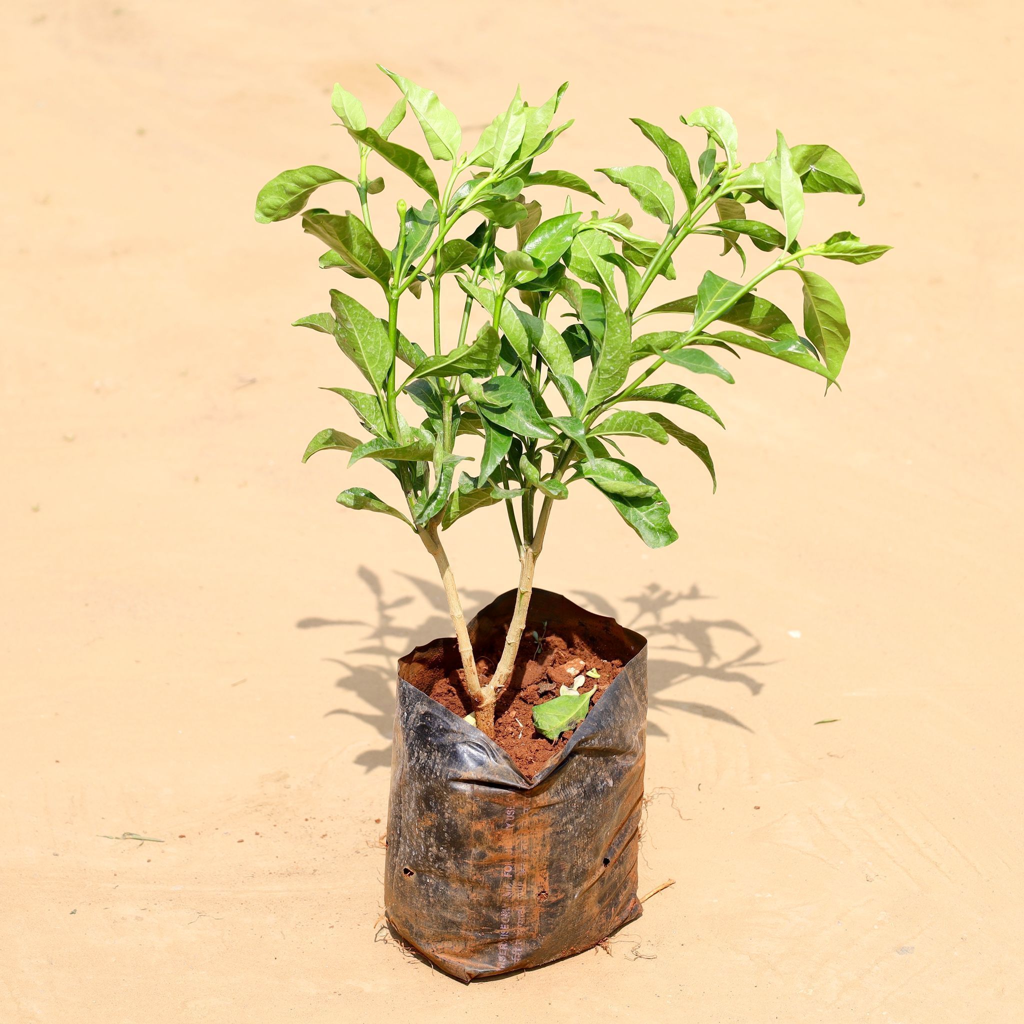 Hibiscus Red in 6 Inch Nursery Bag