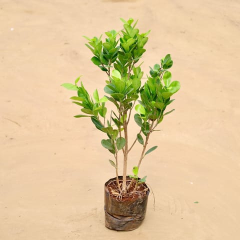 Moclaim Ficus (~ 2 Ft) in 5 Inch Nursery Bag