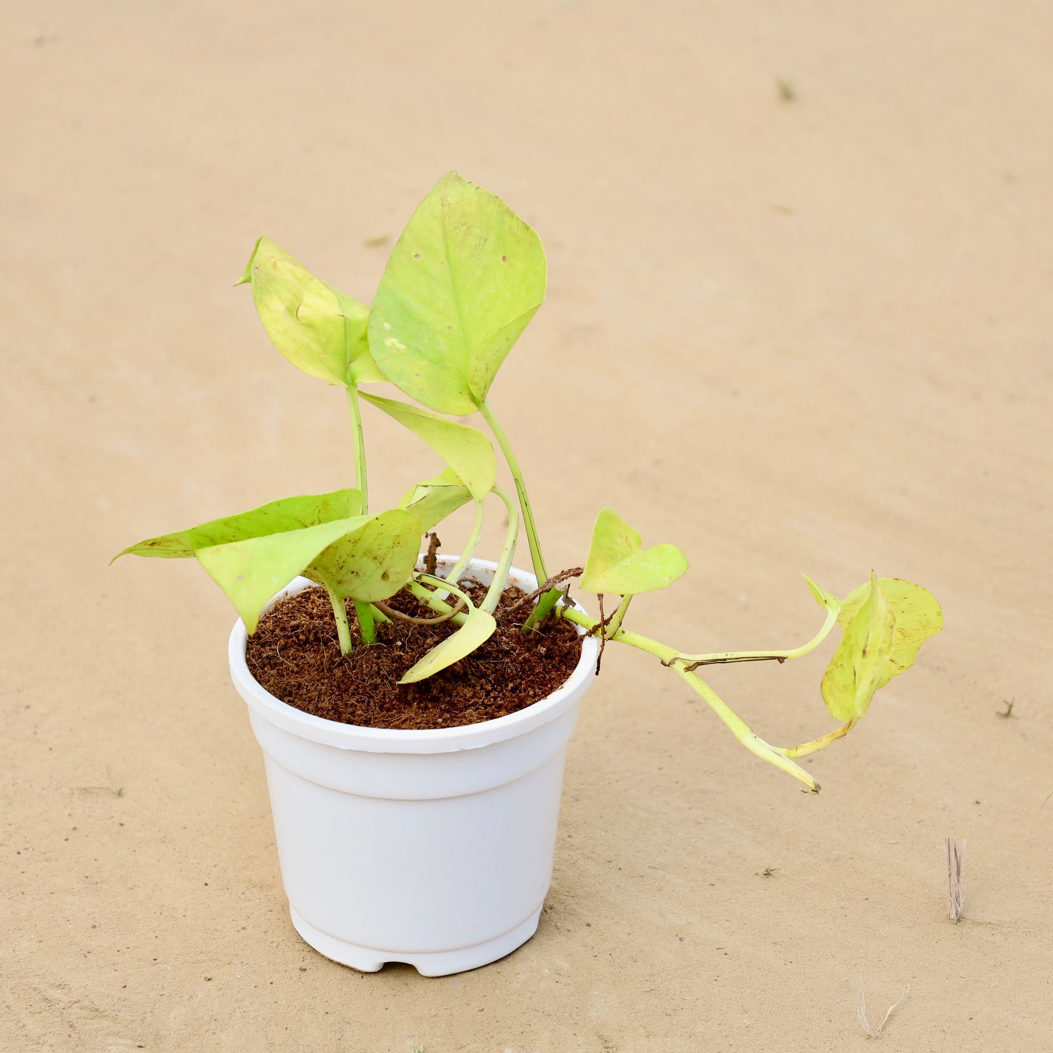 Golden Money Plant in 4 Inch White Nursery Pot