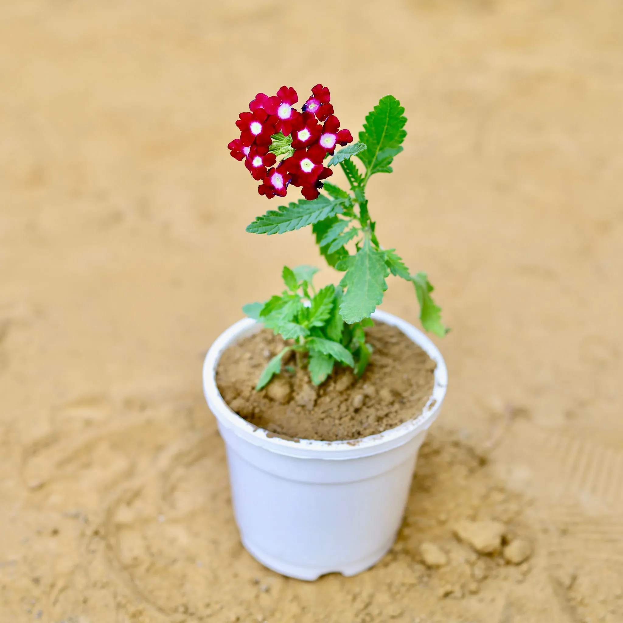 Verbena (any colour) in 4 Inch White Nursery Pot