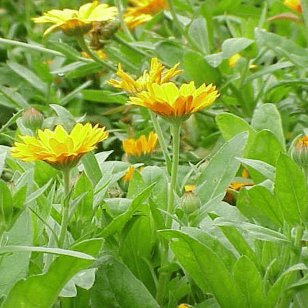 Set of 10 - Kulfa / Purslane in 4 inch Nursery bag