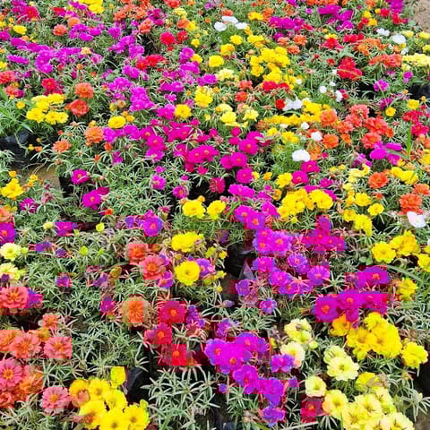 Set of 10 - Portulaca Moss rose (any colour) in 4 Inch Nursery Bag