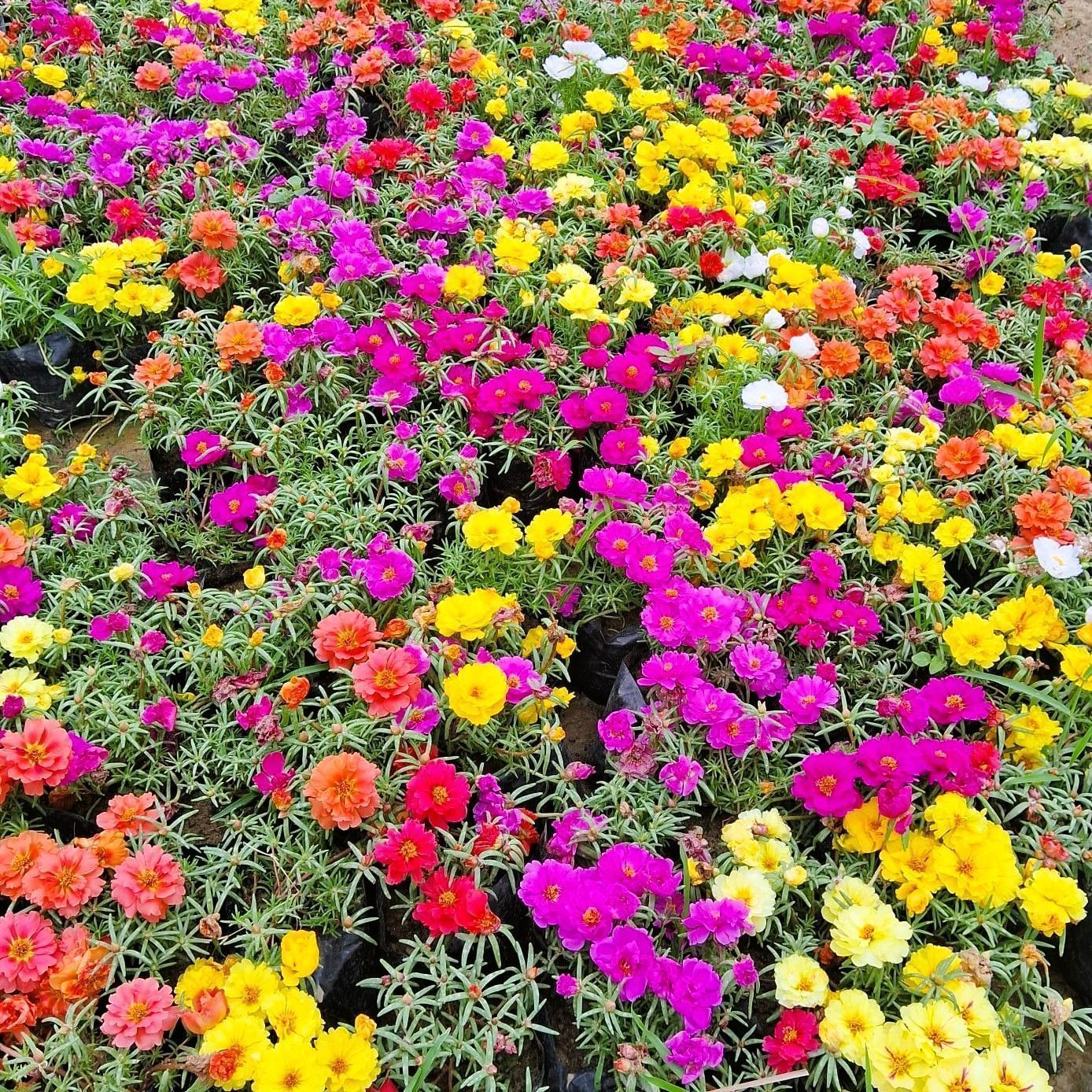 Set of 10 - Portulaca Moss rose (any colour) in 4 Inch Nursery Bag