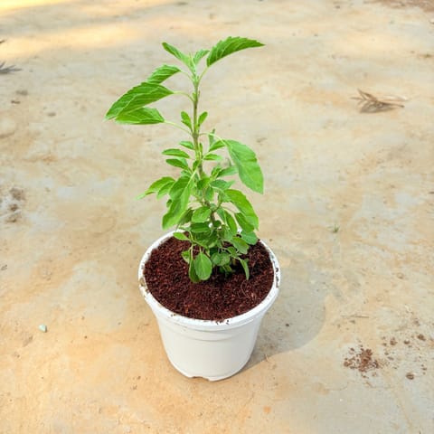 Rama Tulsi in 4 Inch White Nursery Pot