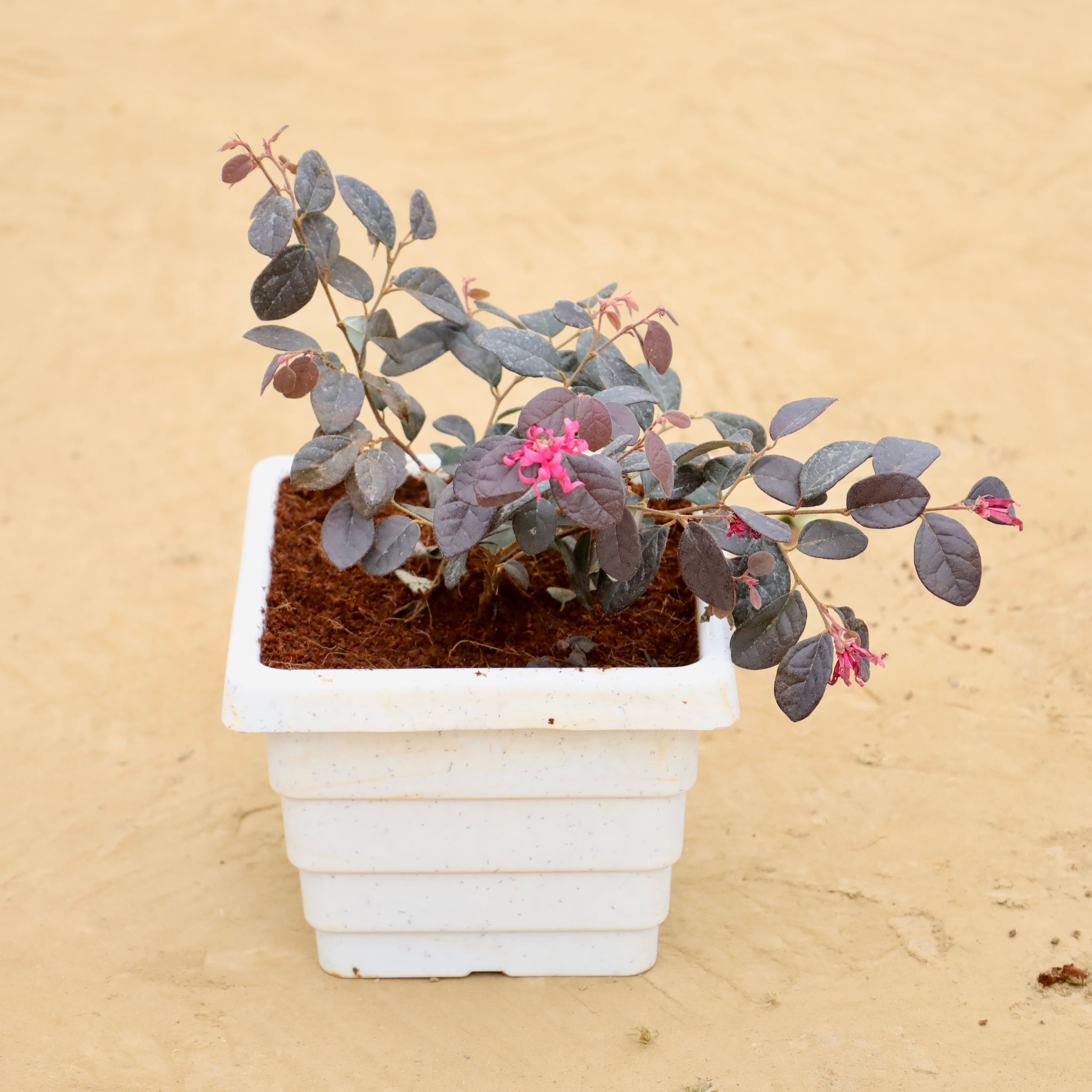 Loropetalum in 6 Inch White Marble Premium Orchid Square Plastic Pot