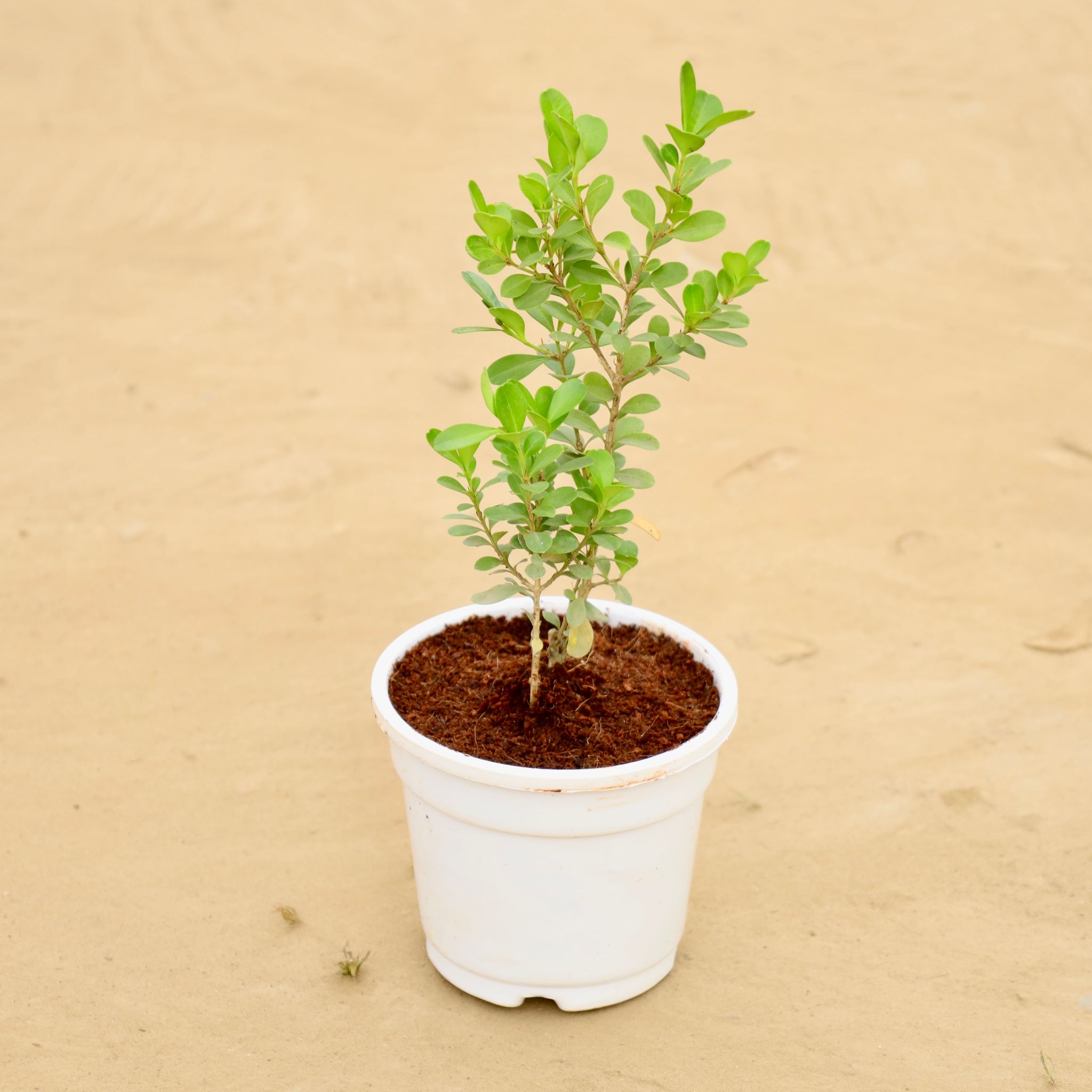 Buxus / Boxwood in 4 Inch White Super Nursery Pot