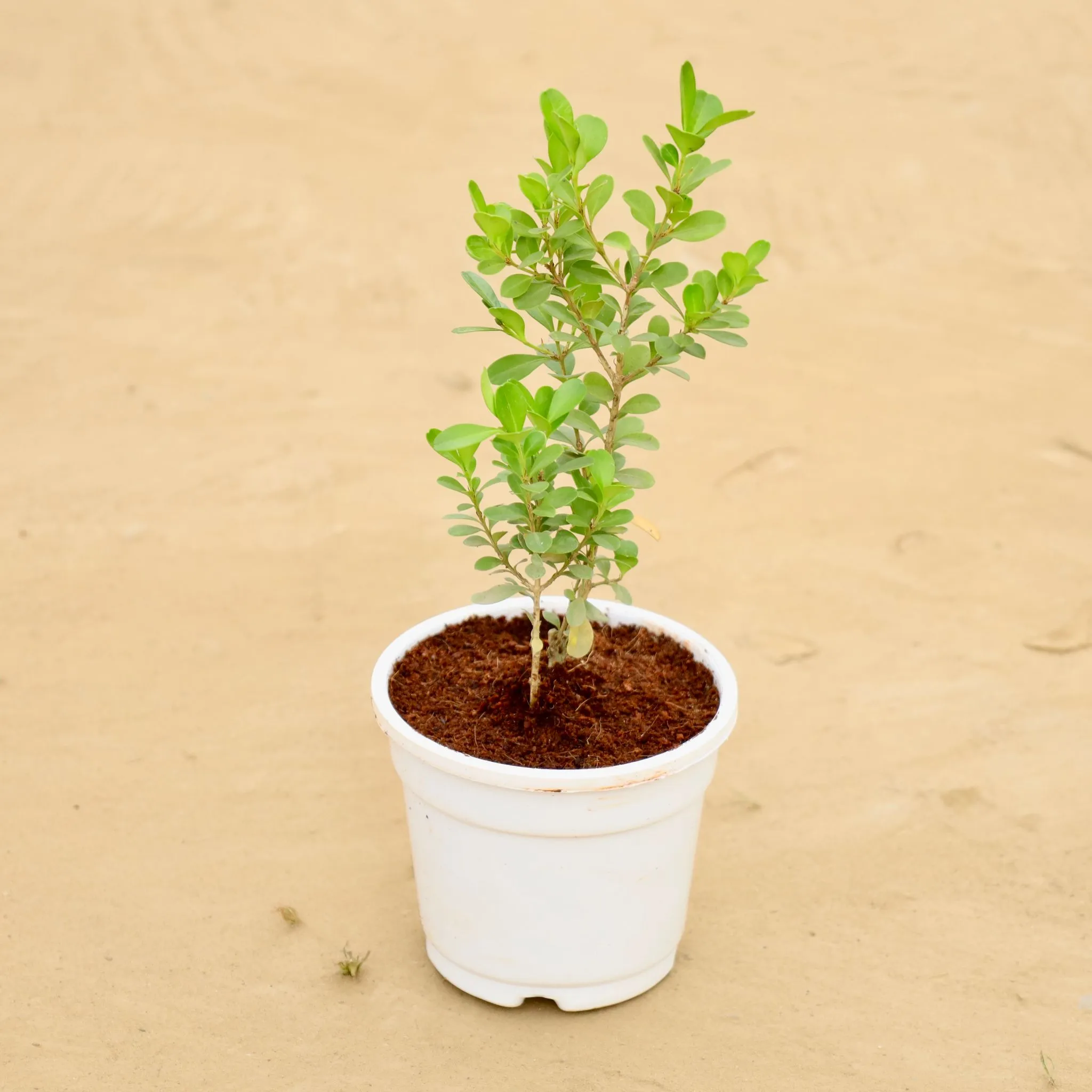 Buxus / Boxwood in 4 Inch White Super Nursery Pot