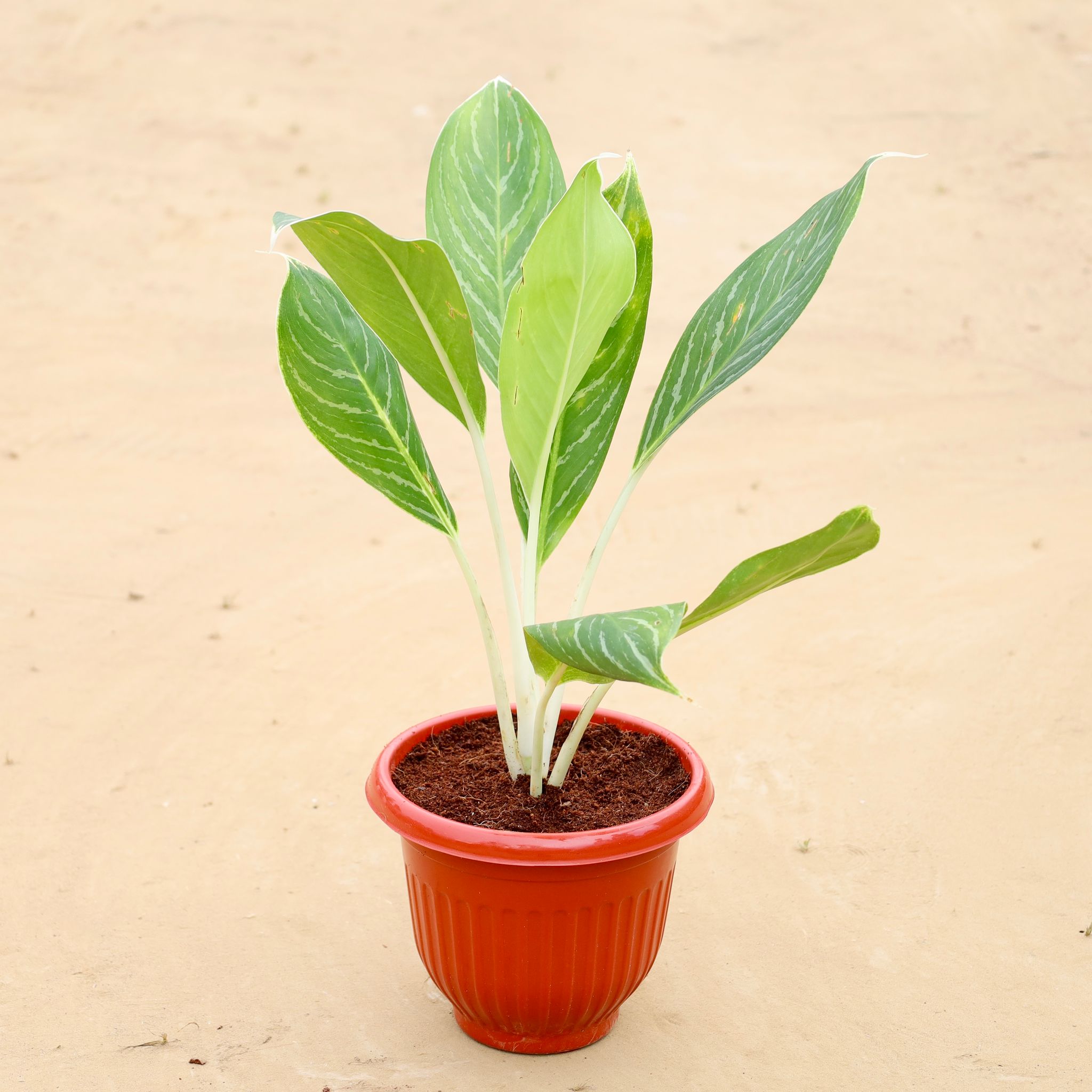 Aglonema White Stripes in 8 Inch Terracotta Red Olive Plastic Pot