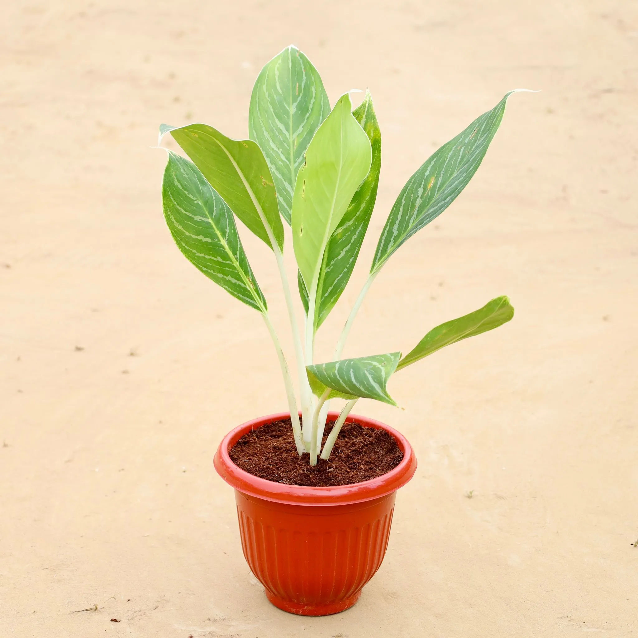 Aglonema White Stripes in 8 Inch Terracotta Red Olive Plastic Pot