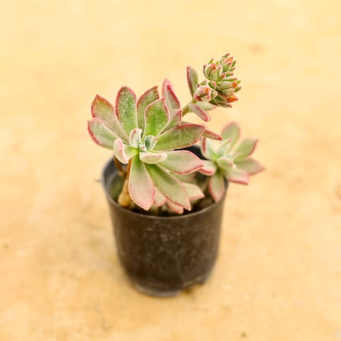 Echeveria Red Succulent in 4 Inch Nursery Bag