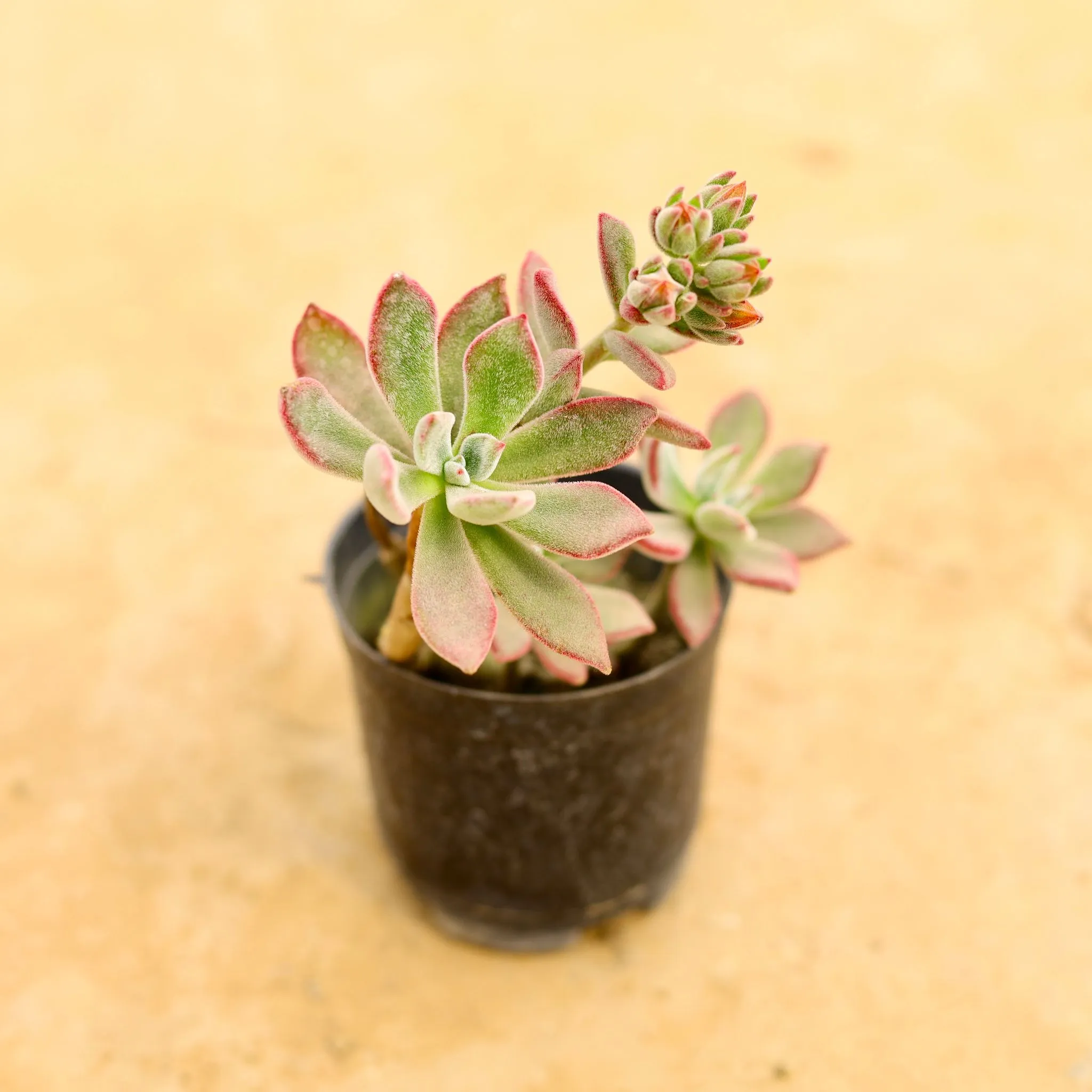 Echeveria Red Succulent in 4 Inch Nursery Bag