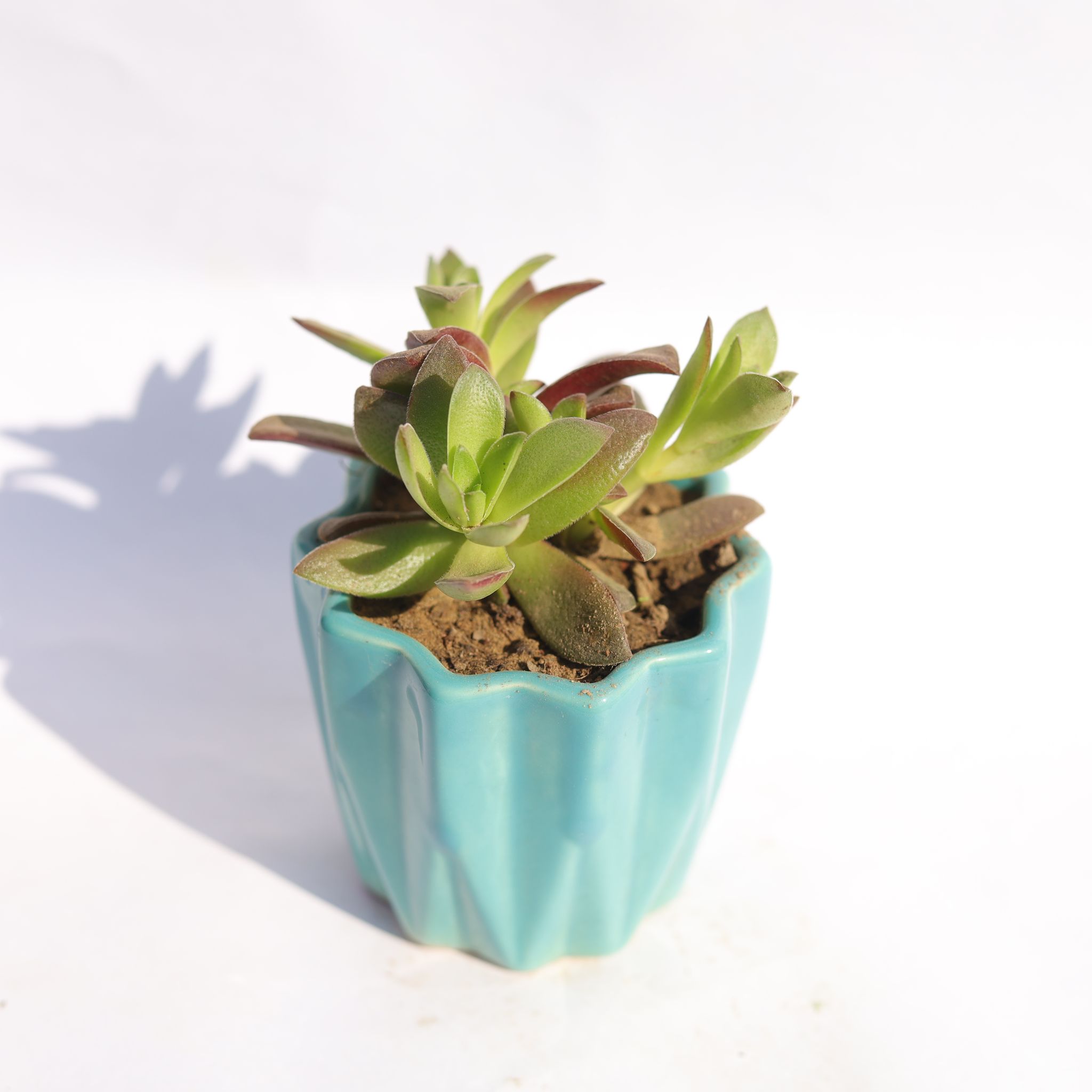 Sedum Adolphi in 3 Inch Vibrant Blue Ripple Designer Ceramic Pot