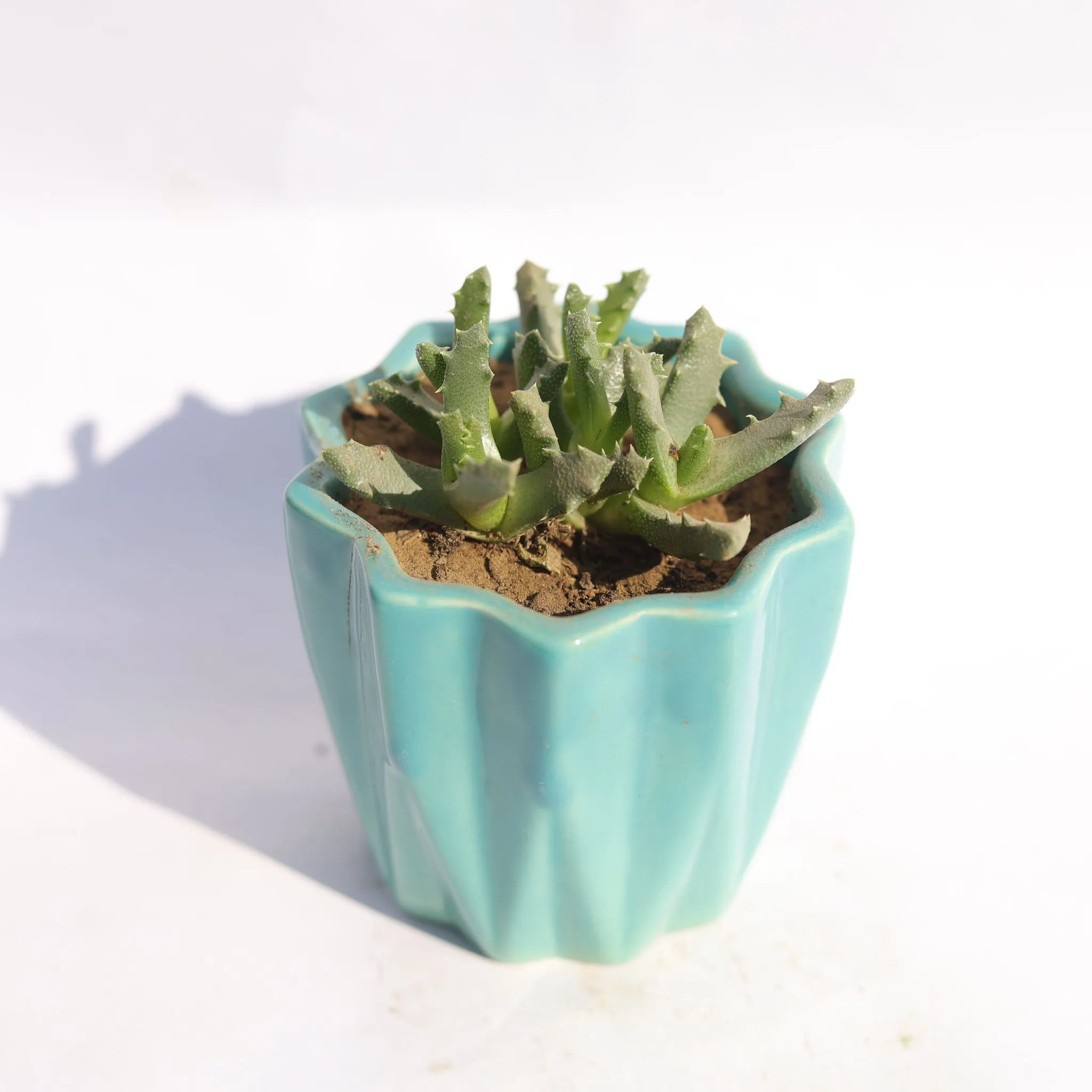 Stomatium Trifarium in 3 Inch Vibrant Blue Ripple Designer Ceramic Pot
