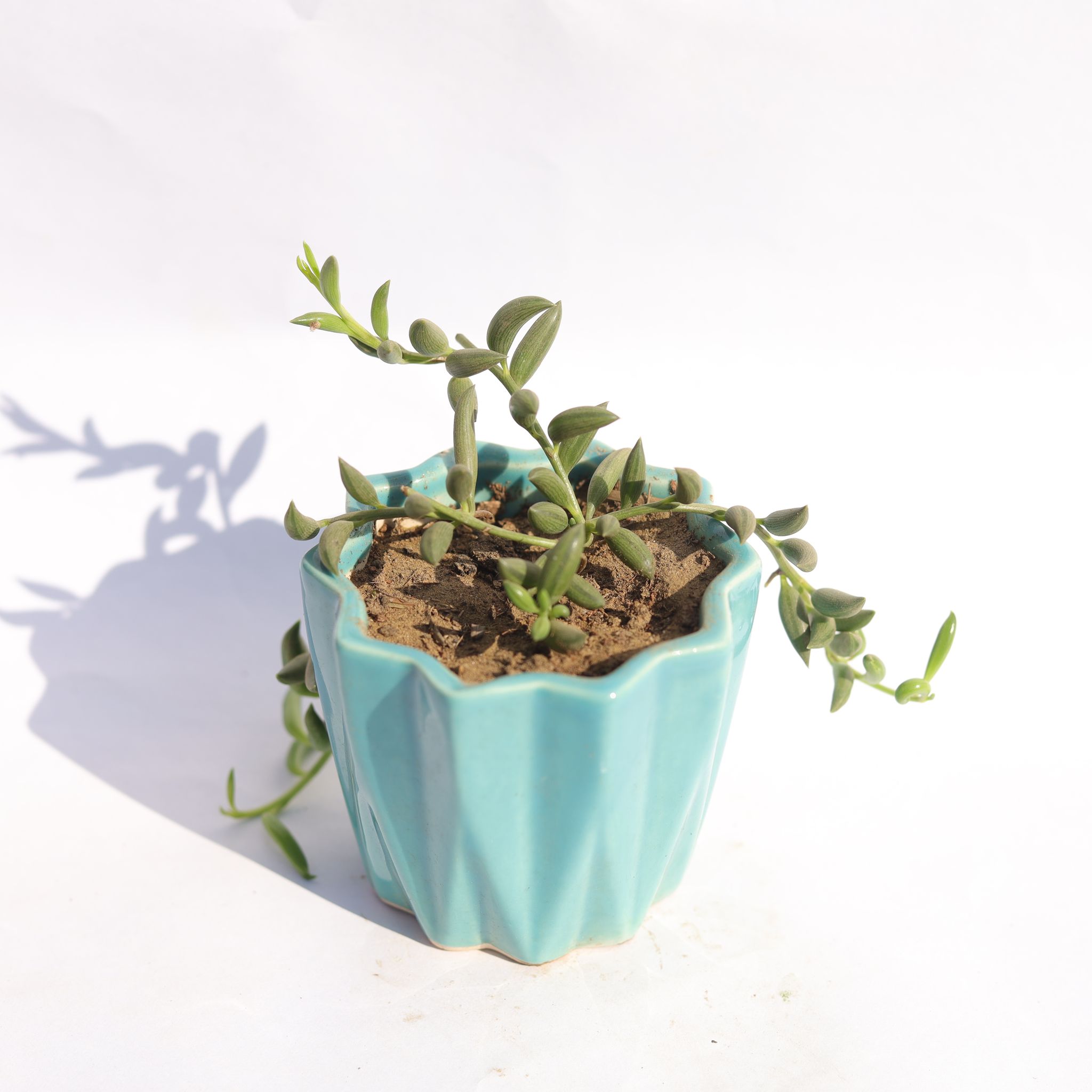 String of Banana in 3 Inch Vibrant Blue Ripple Designer Ceramic Pot