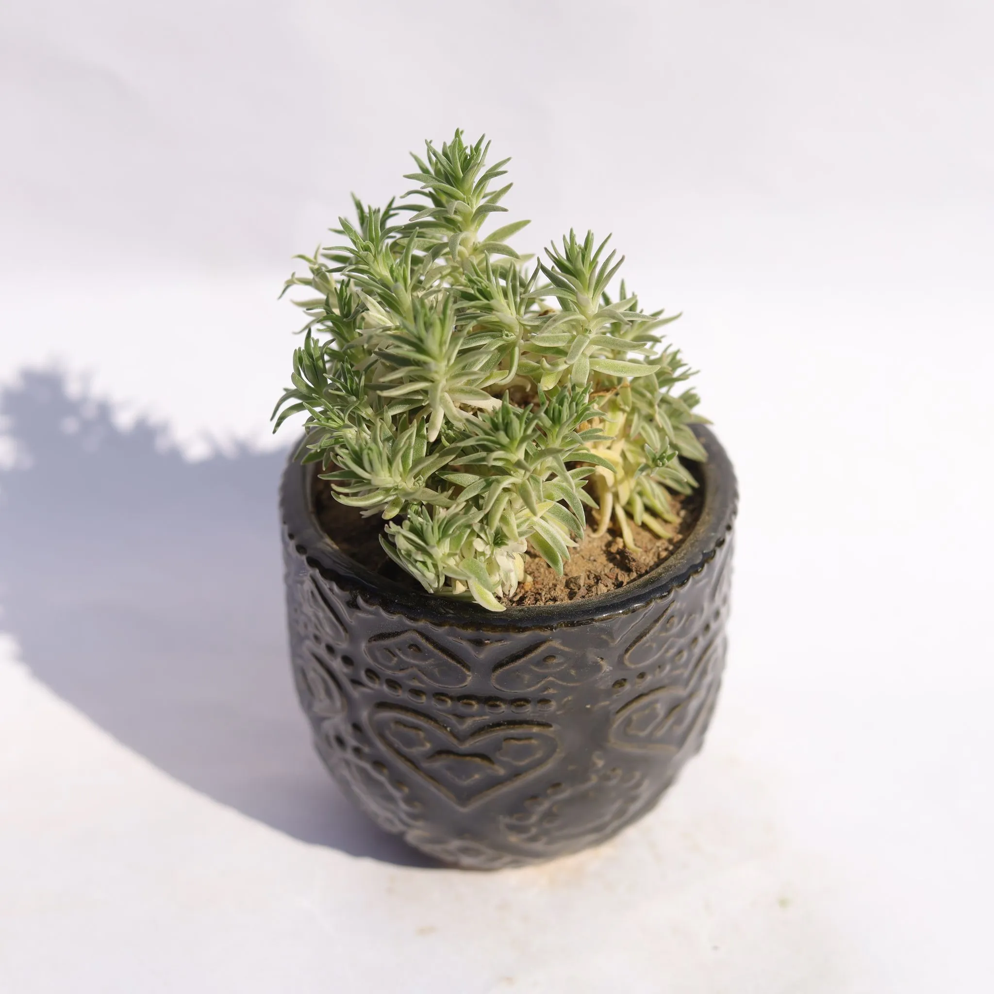 Sedum Lineare Succulent in 3.5 Inch Black 3D Heart Handcrafted Textured Ceramic Pot Minimalist Glossy Succulent Pot, Indoor Flower Pot for Home and Office D cor