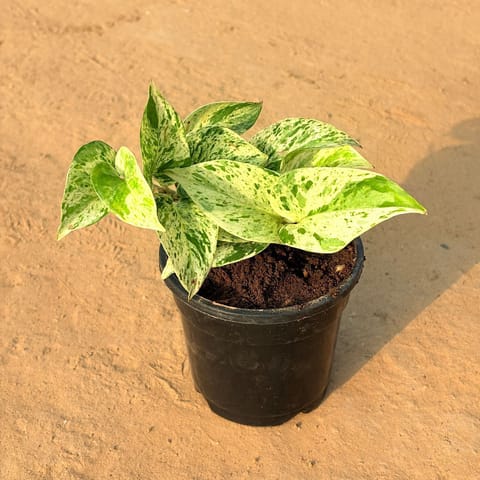 Money Plant Marble Queen in 4 inch Nursery Pot