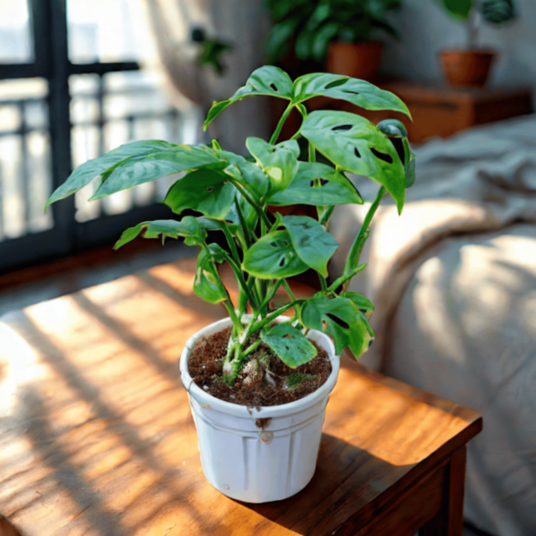 Monstera Broken Heart in 6 Inch Nursery Pot