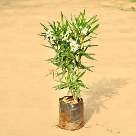Kaner / Oleander White (~ 2 Ft) in 6 Inch Nursery Bag