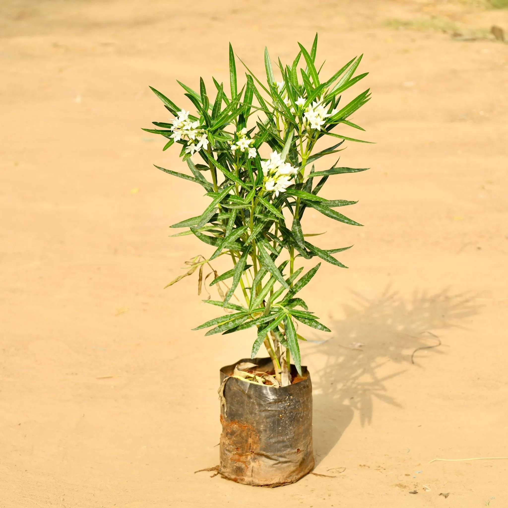 Kaner / Oleander White (~ 2 Ft) in 6 Inch Nursery Bag
