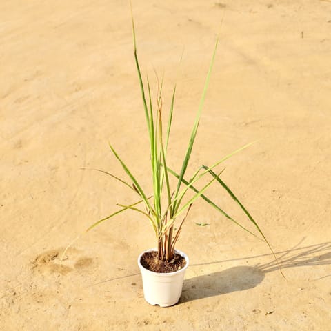 Lemon grass in 4 Inch White Nursery Pot