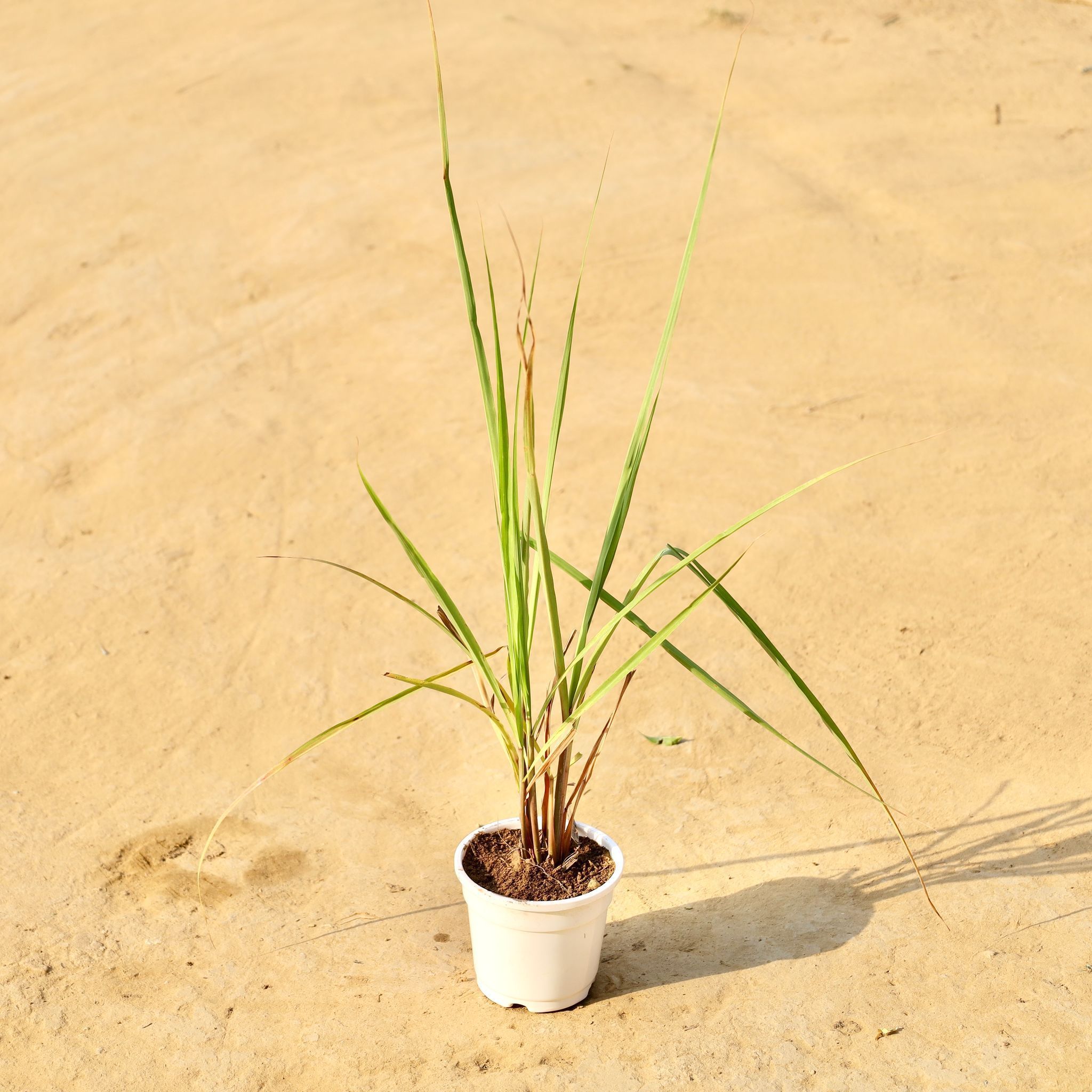 Lemon grass in 4 Inch White Nursery Pot