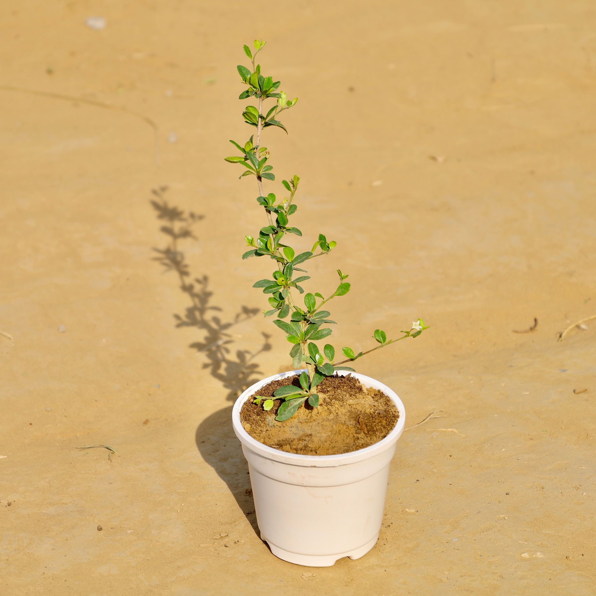 Malpighia in 4 Inch White Nursery Pot