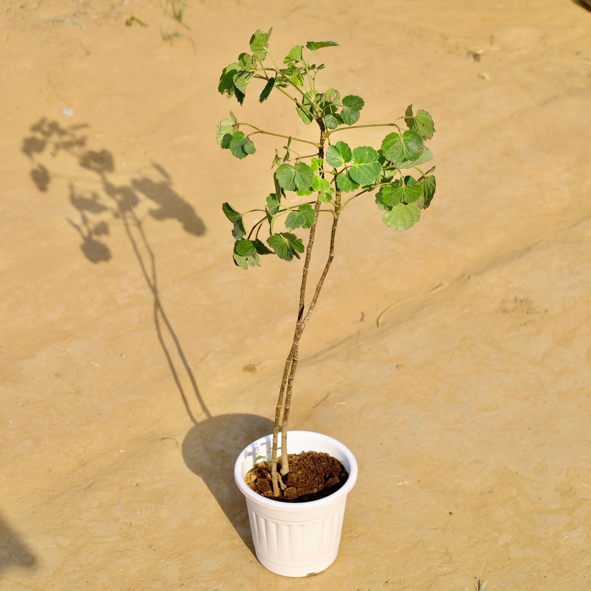Aralia apple leaf in 6 Inch White Super Nursery Pot