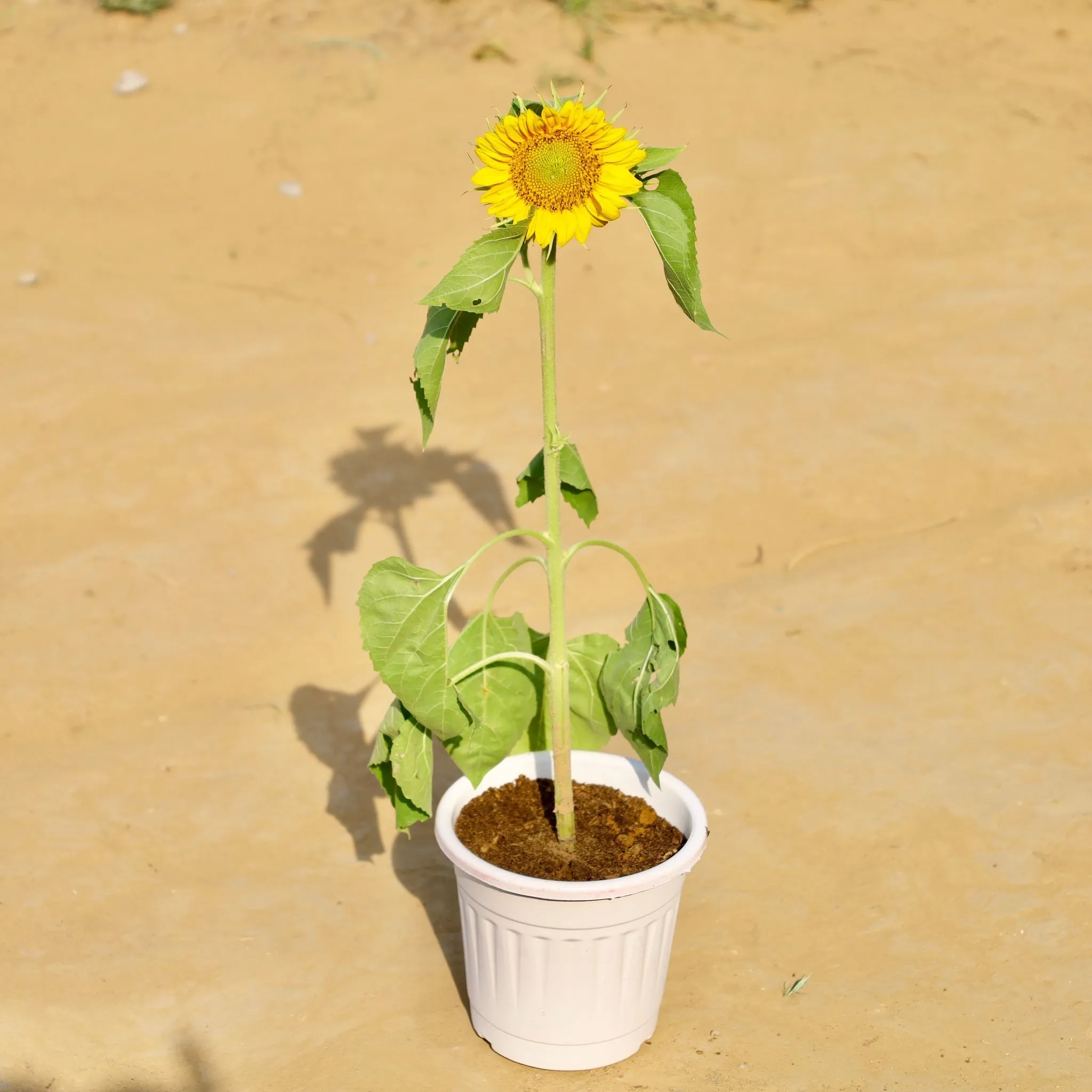 Sunflower (Any Colour) in 6 Inch White Super Nursery Pot