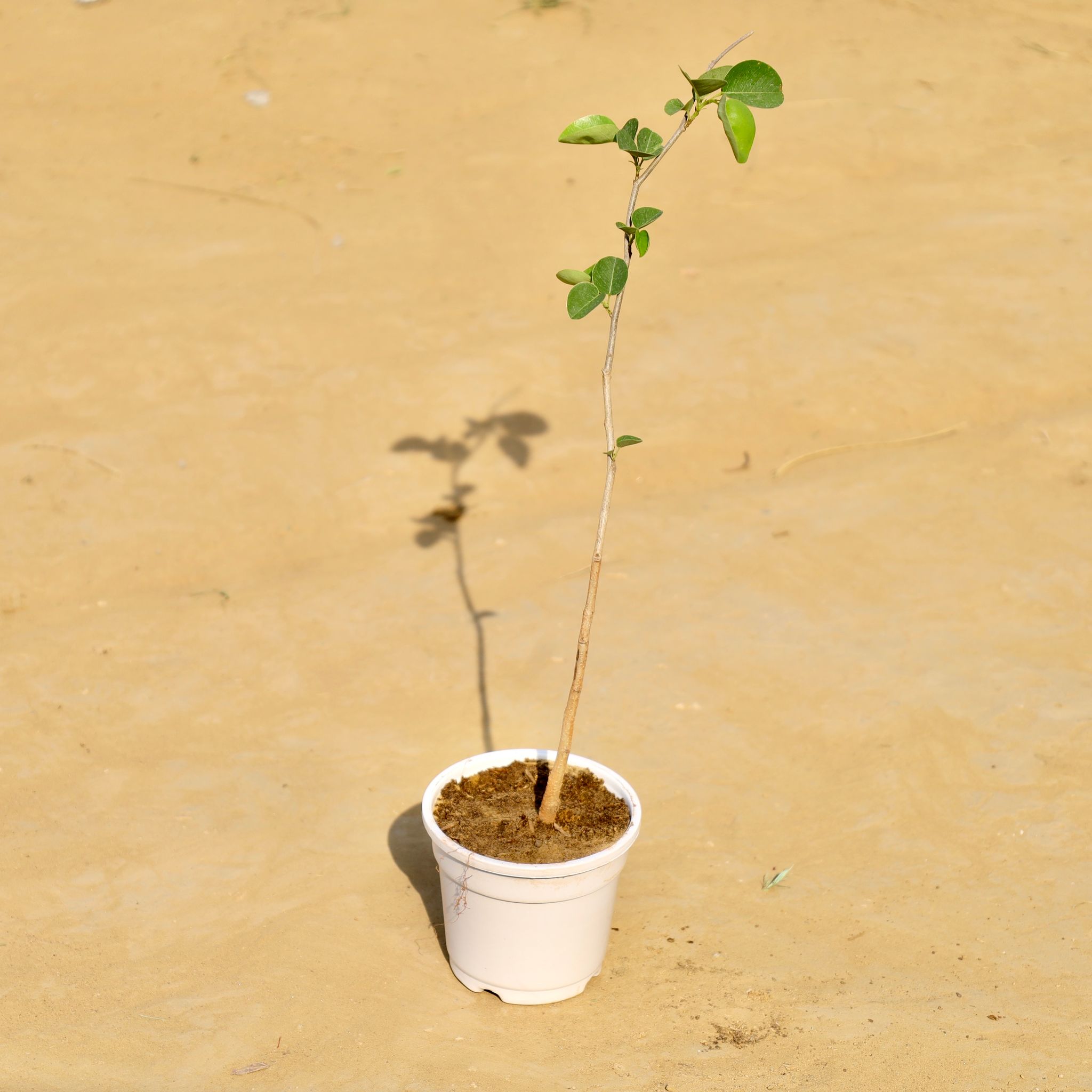 Chandan / Sandalwood in 4 Inch White Nursery Pot