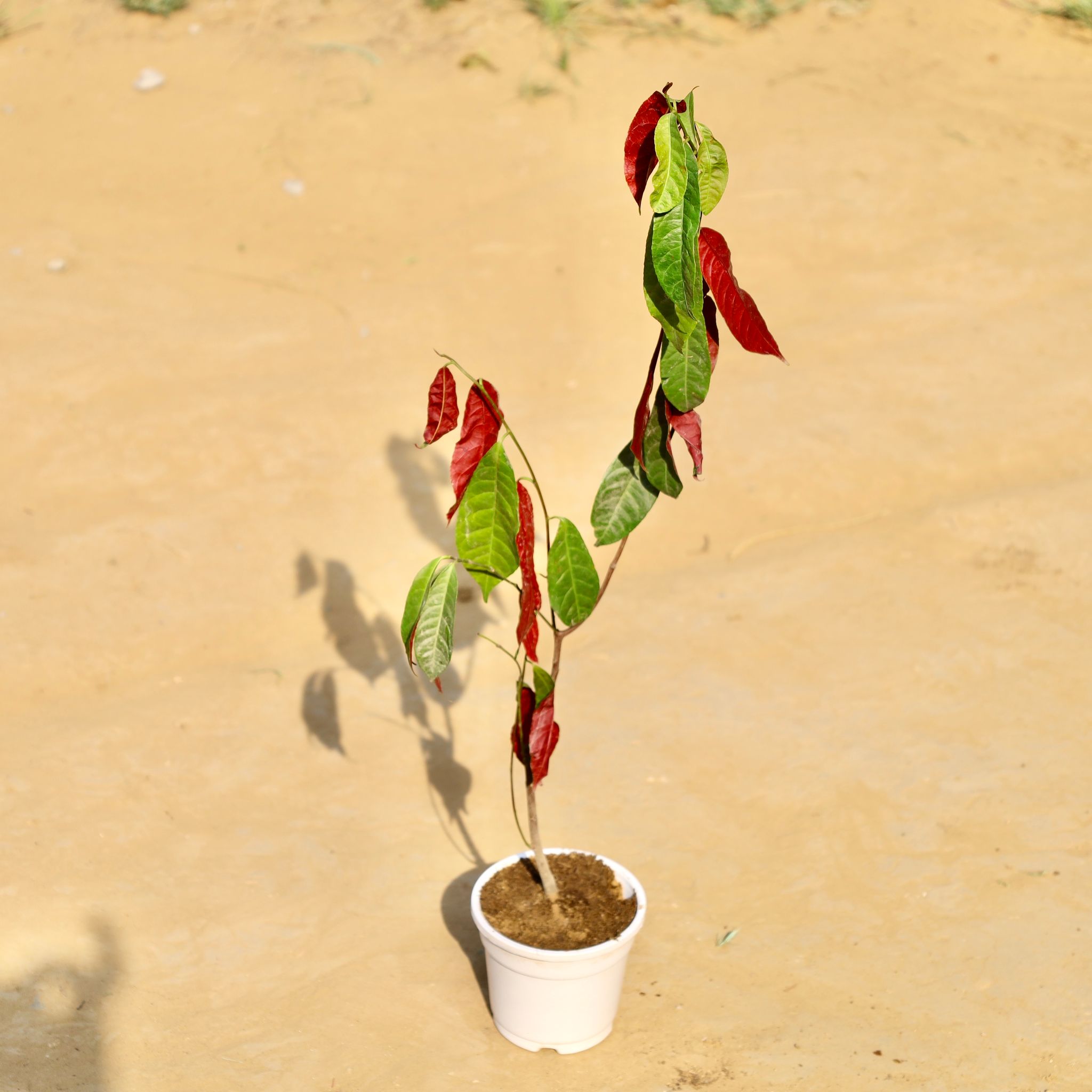 Laila Majnu in 4 Inch White Nursery Pot