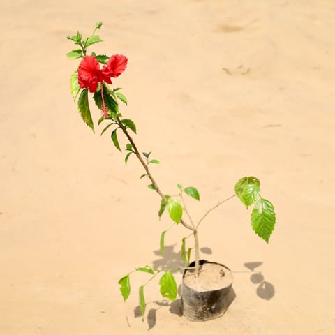 Hibiscus / Gudhal Desi Red in 5 Inch Live Fresh Plant Nursery Bag in Sector 6