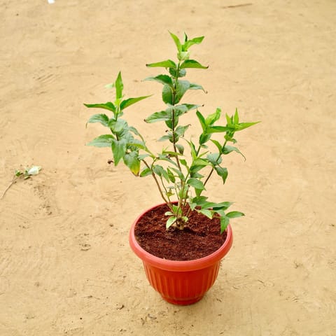 Double Tagar / Jasmine in 8 Inch Terracotta Red Olive Plastic Pot