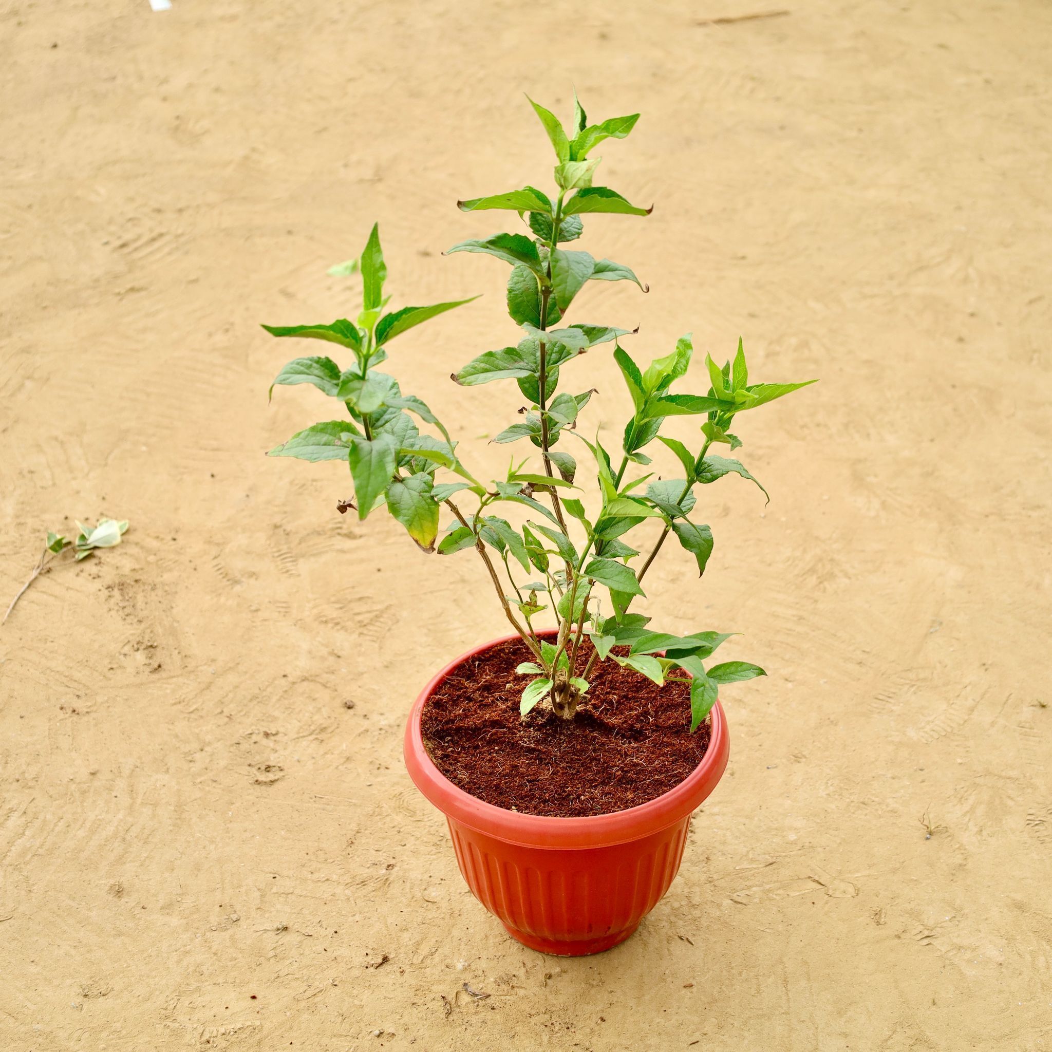 Double Tagar / Jasmine in 8 Inch Terracotta Red Olive Plastic Pot