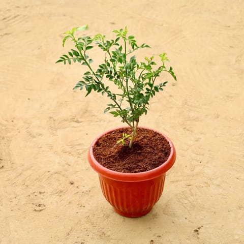Chameli in 8 Inch Terracotta Red Olive Plastic Pot
