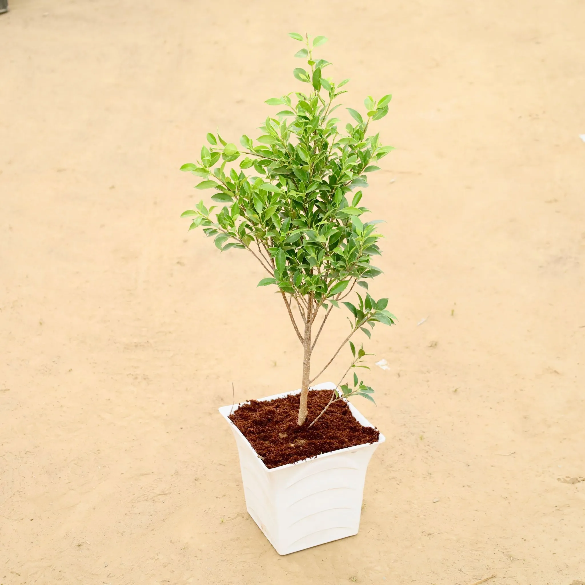 Ficus Microcarpa (~ 2 Ft) in 08 Inch White Premium Tokyo Square Plastic Pot