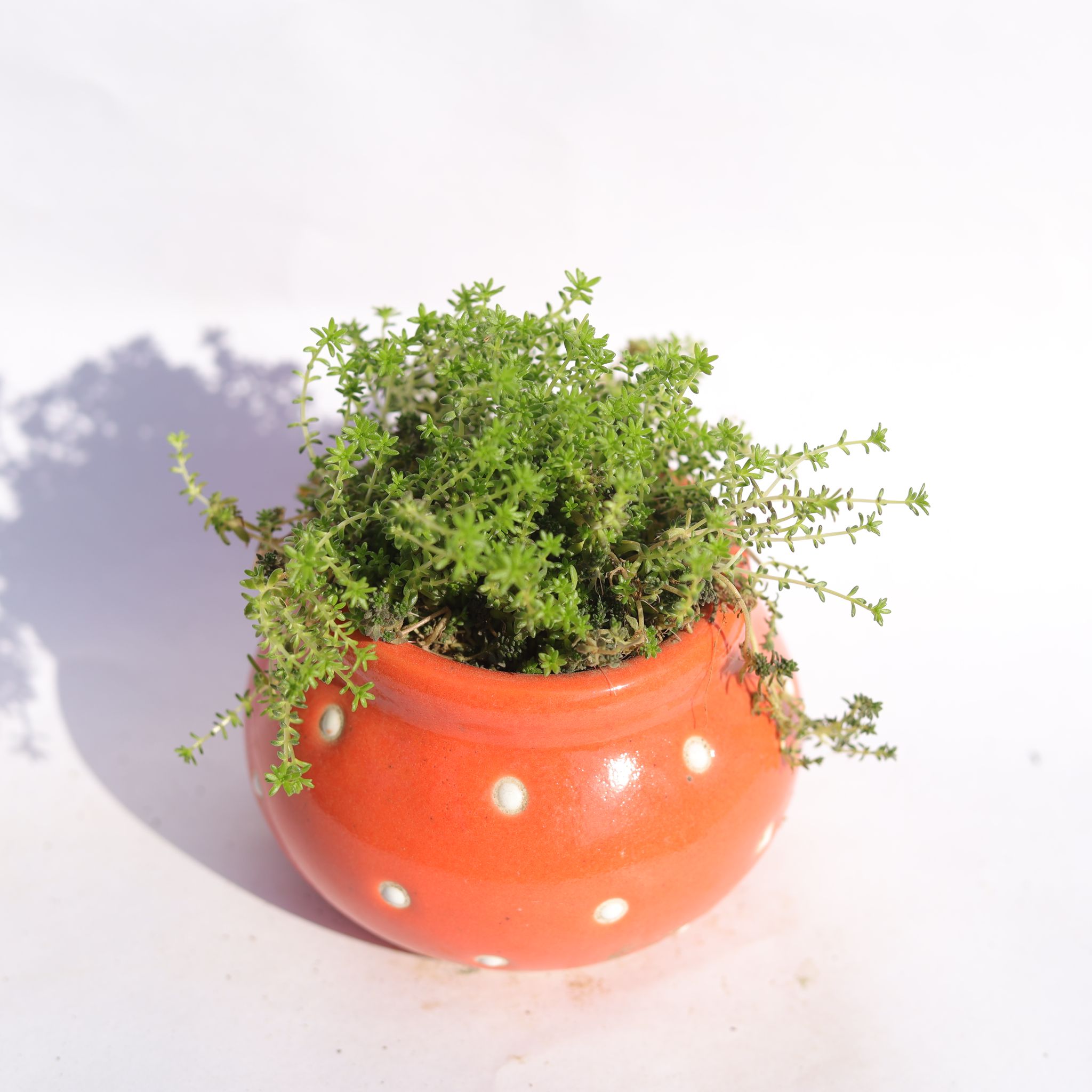 Moss Green Succulent in 3 Inch Orange Polka Dotted Handmade Matki Ceramic Pot Minimalist Glossy Succulent Pot, Indoor Flower Pot for Home and Office D cor