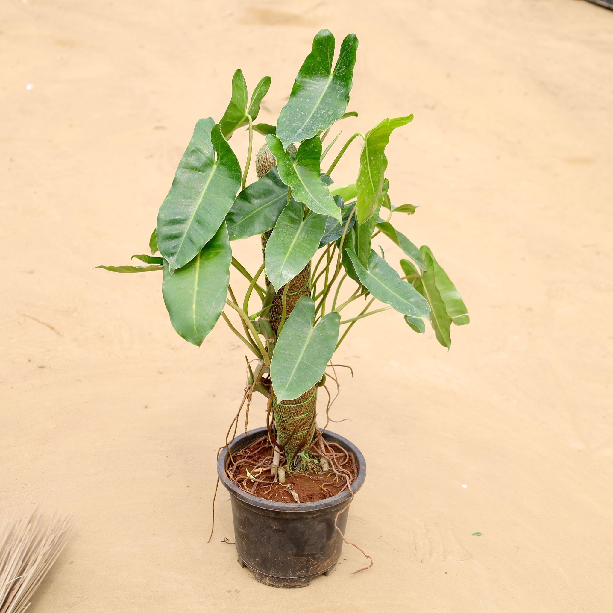 Alocasia Green With 2 Ft Moss Stick in 8 Inch Nursery Pot