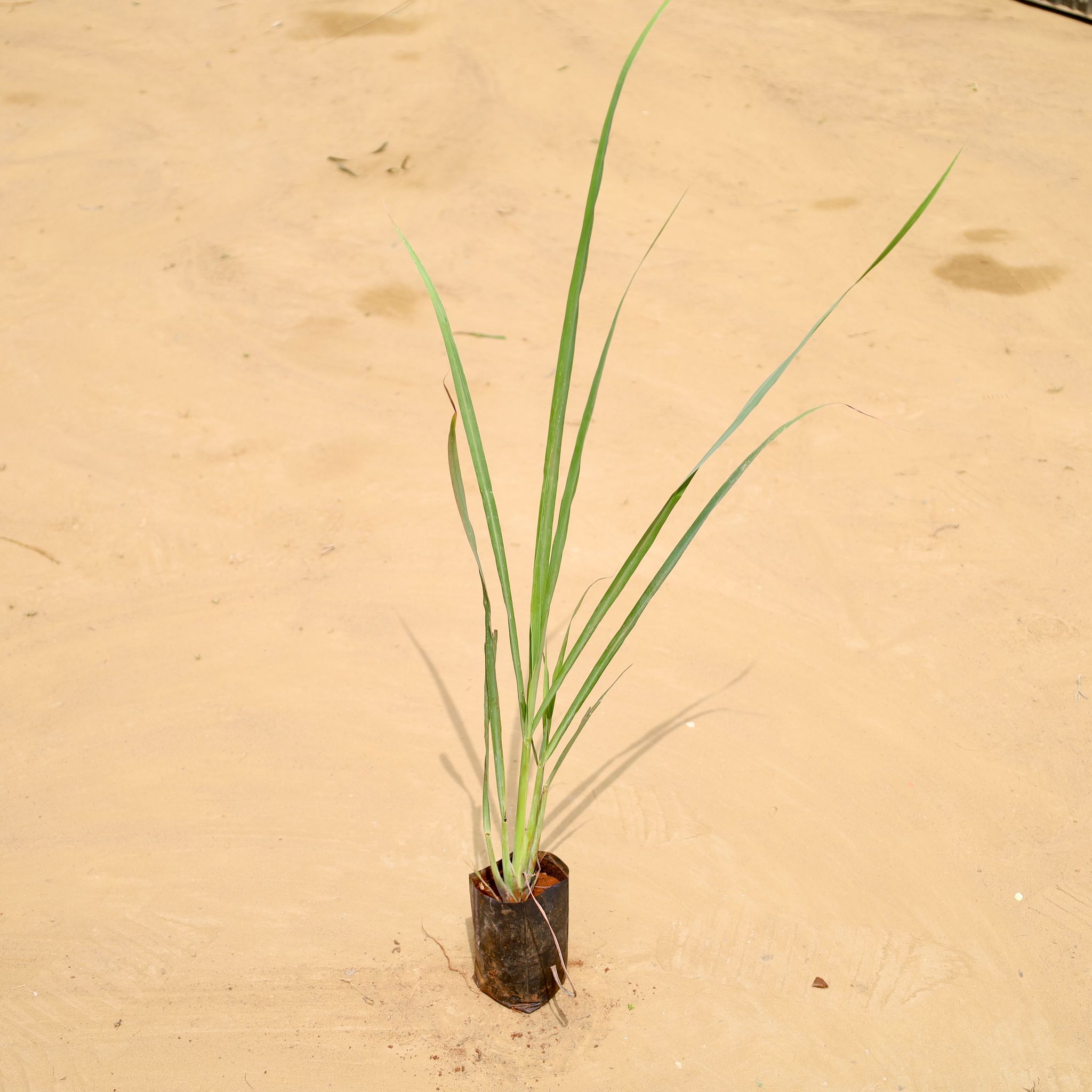 Lemon Grass in 4 Inch Nursery Bag