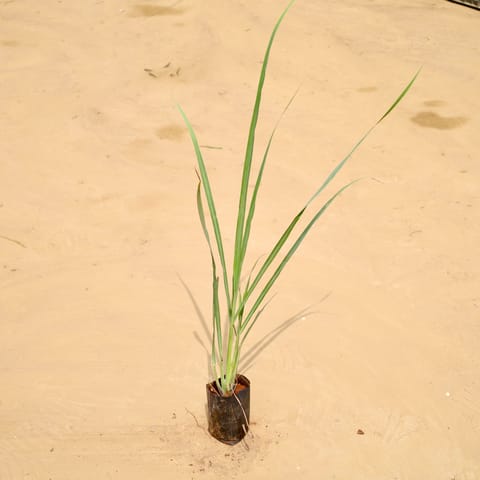 Lemon Grass in 4 Inch Nursery Bag