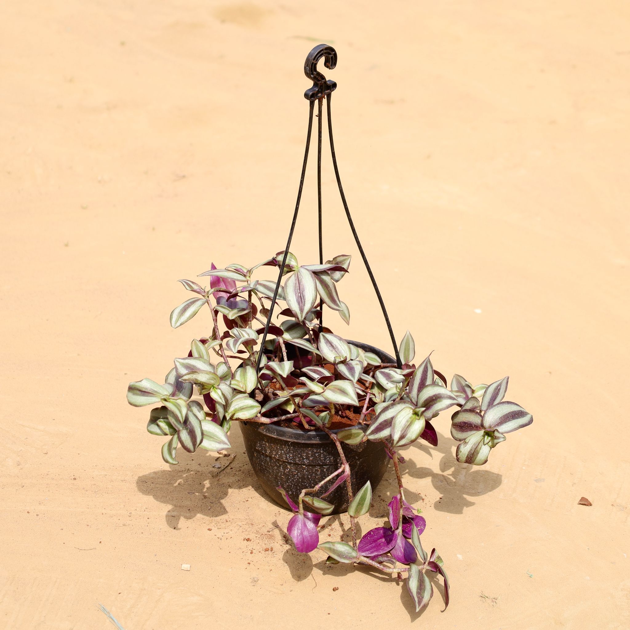 Wandering Jew in 8 Inch Hanging Pot