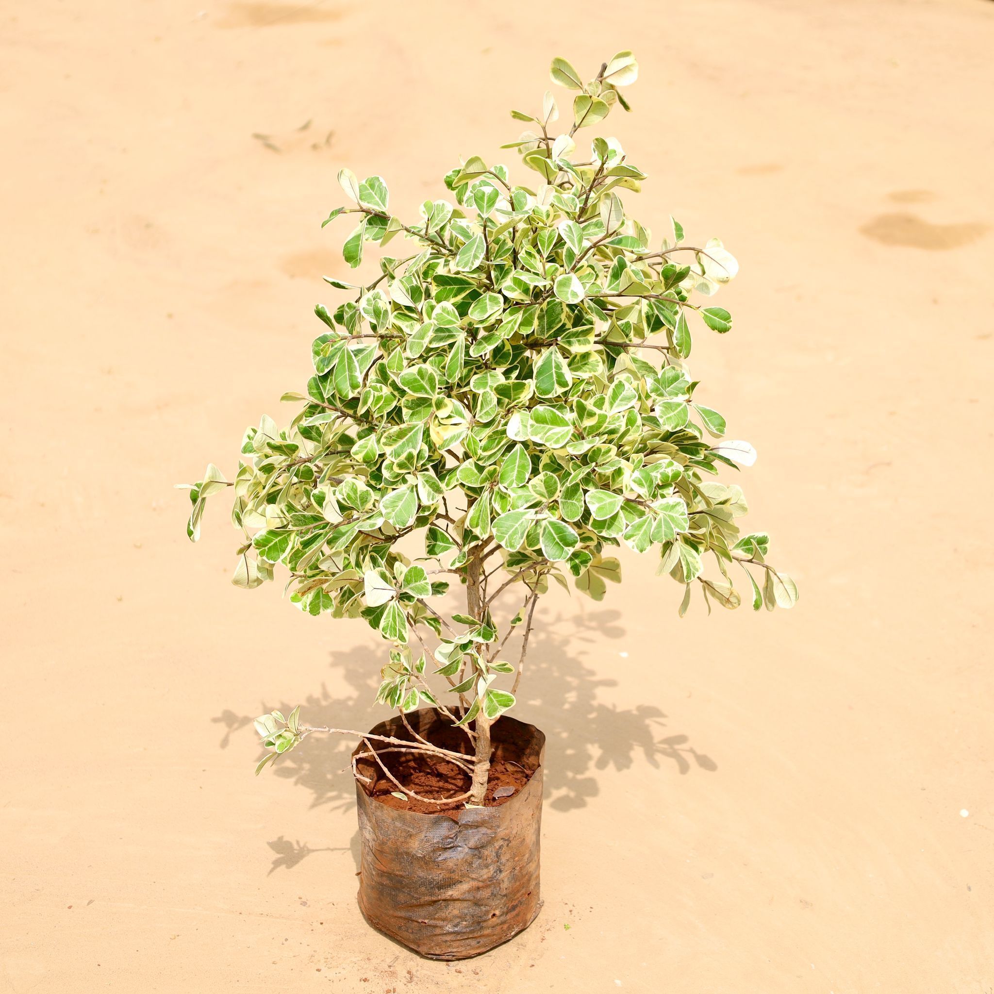 Tringular Ficus (~ 2 Ft) in 6 Inch Nursery Bag
