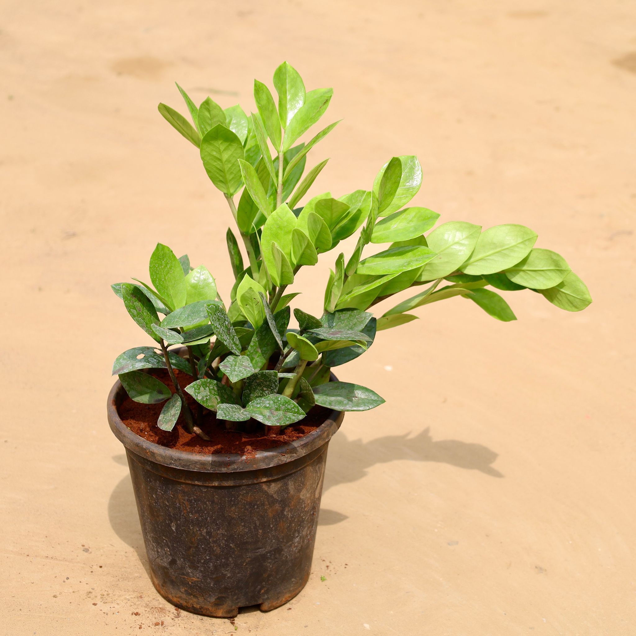 Zz Green Bushy in 10 Inch Nursery Pot