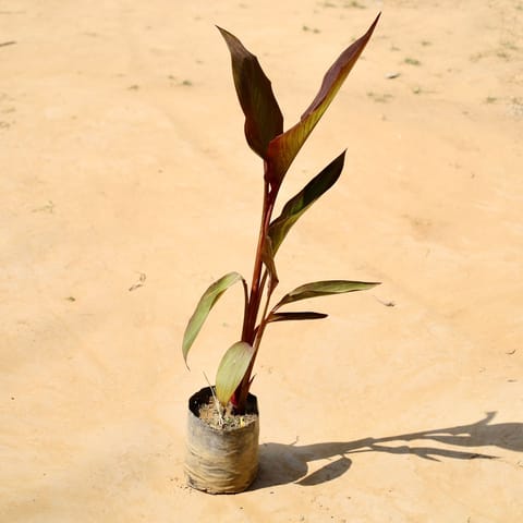 Canna lily red in 5 Inch Nursery bag