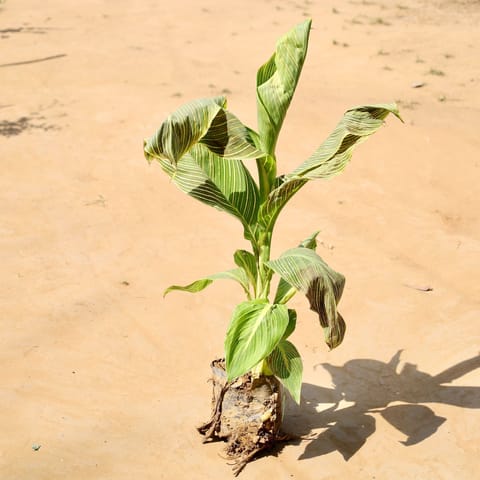 Canna lily Variegated (any colour) in 5 Inch Nursery bag